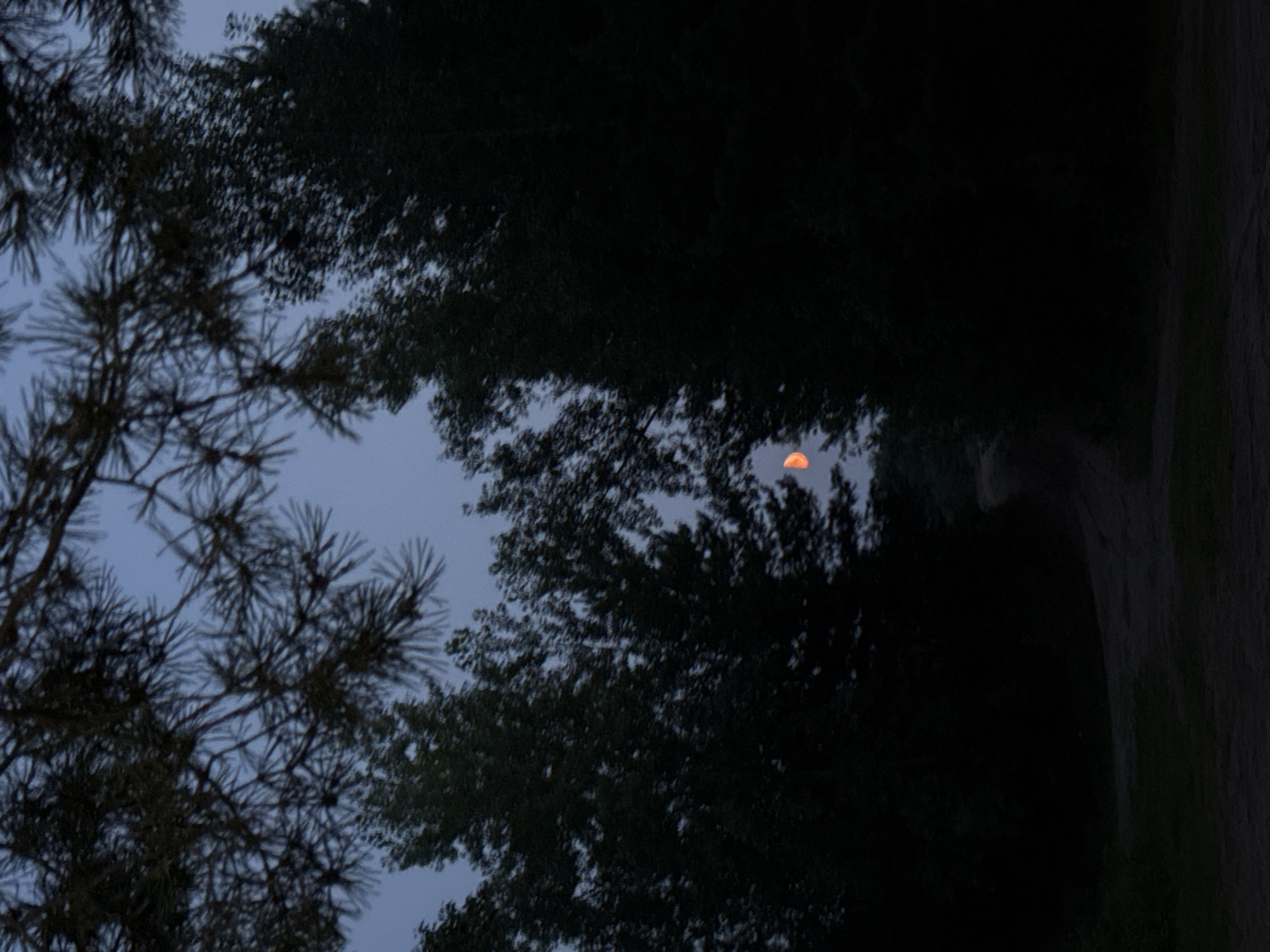 The image depicts a twilight scene with a sliver of a crescent moon, colored a distinct orange-red, visible in the upper right quadrant, partially obscured by dark silhouettes of trees. The foreground is dominated by the dark outlines of pine branches against a dusky blue sky. To the right and center, a dense forest of trees creates a wall of shadow. A dirt path or road curves into the forest in the lower center and right of the frame. There are no people or animals visible in the image. The overall atmosphere is serene and natural, suggesting a rural or semi-rural setting. The location is identified as being in the city of Chaykovsky, Russia, implying this natural landscape is within or adjacent to the city limits.