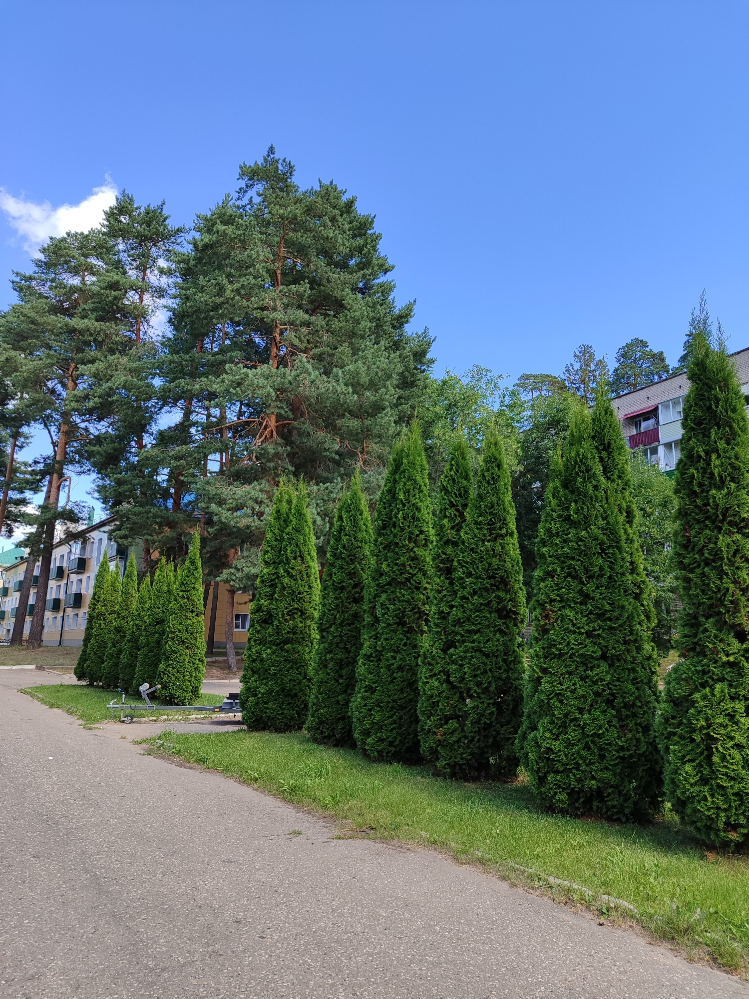 A bright, sunny day with a clear blue sky is depicted in this outdoor scene, featuring a row of tall, conical evergreen trees planted along a grassy verge. To the left of the trees, a paved pathway curves away, bordered by short green grass. Behind the evergreen trees, a line of mature pine trees with rough, reddish-brown bark and dense green foliage rises high into the sky. In the background, a multi-story building with light-colored walls, white-framed windows, and balconies is visible amongst more trees. The scene appears to be a well-maintained urban or suburban area, possibly a residential street or park.