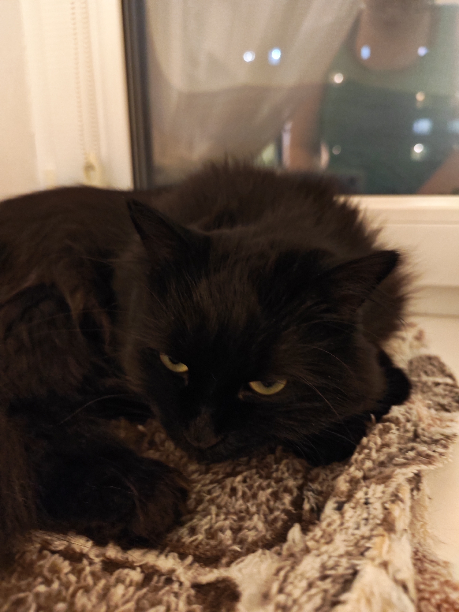 A long-haired black cat with yellow-green eyes is lying on a textured, light brown blanket. The cat is positioned on the left side of the frame, facing towards the viewer with its head slightly lowered. The background consists of a window with white blinds on the left and a blurred reflection of a person in a green shirt on the right. The scene appears to be indoors, possibly on a windowsill. There is no information in the image to suggest a specific location in Bataysk, Russia.