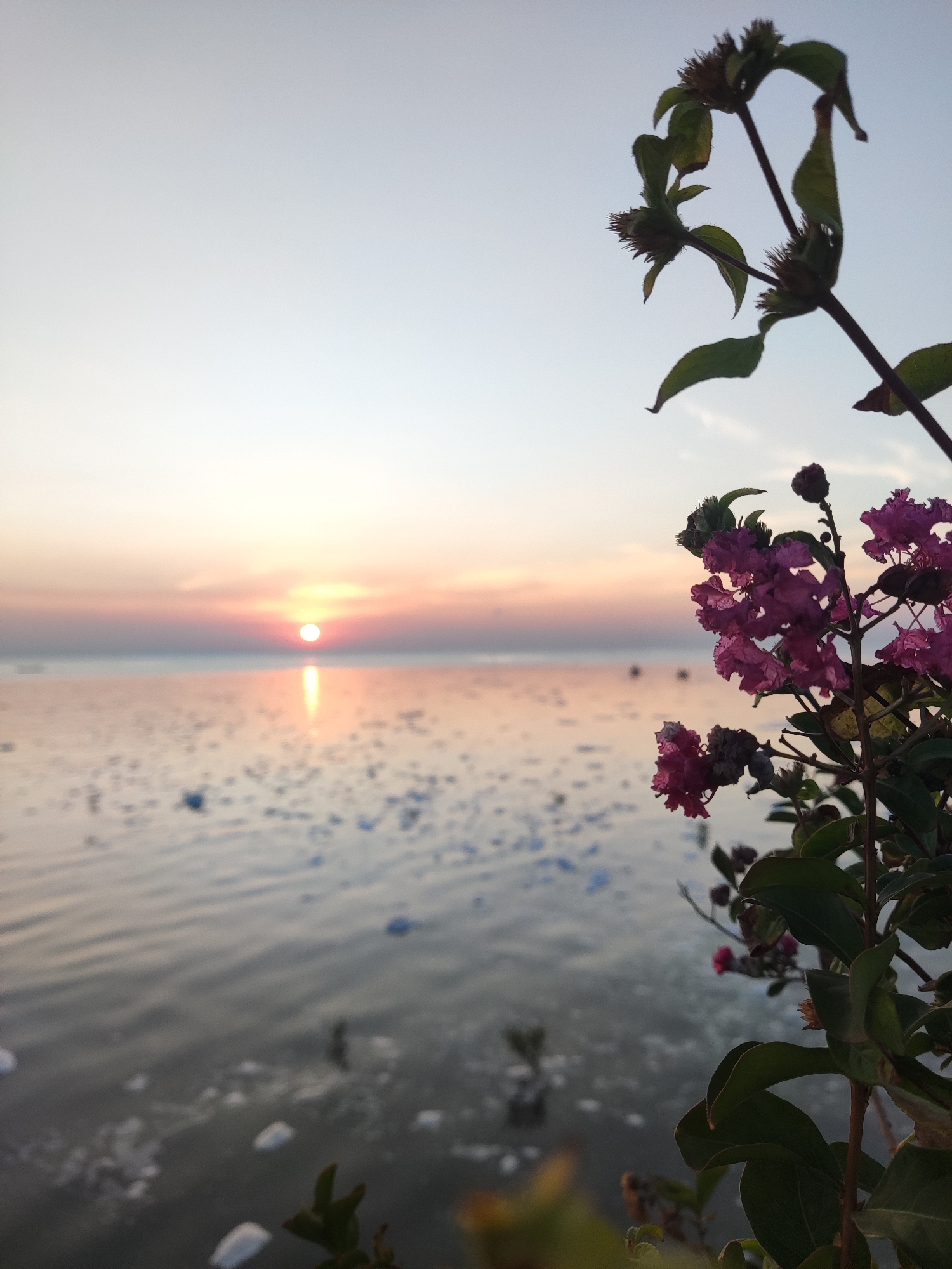 An outdoor, close-up, eye-level shot captures a sunset over a body of water. In the foreground, a branch of pink flowers with green leaves is visible on the right side of the image, extending into the frame. The setting sun is a bright orange orb positioned low on the horizon, casting a golden reflection on the calm water. The water surface is scattered with small, white, circular objects. The sky transitions from a pale blue at the top to a soft orange and pink hue near the horizon, indicating either dawn or dusk. The scene is likely from a location in Surabaya, Indonesia, given the presence of tropical flora and coastal sunset. No people are visible in the image.