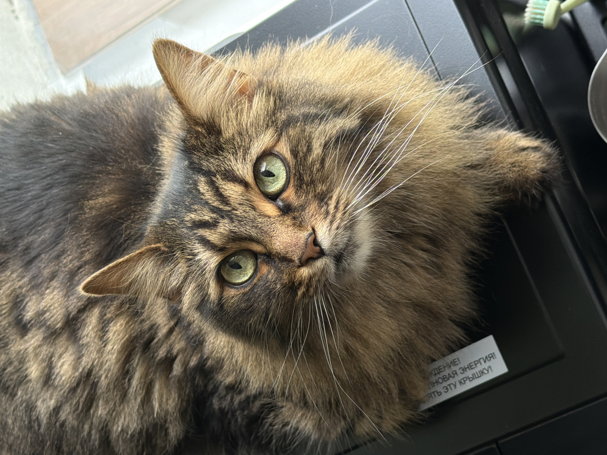 A long-haired tabby cat with green eyes is lying on a black surface. The cat has brown and black fur with distinctive tabby markings on its face and body. Its whiskers are long and white. A white tag is attached to the cat's fur, with some text visible in Russian. The background is blurred, but hints of a light-colored surface and a wooden texture are present. The scene appears to be indoors, potentially in a domestic setting.