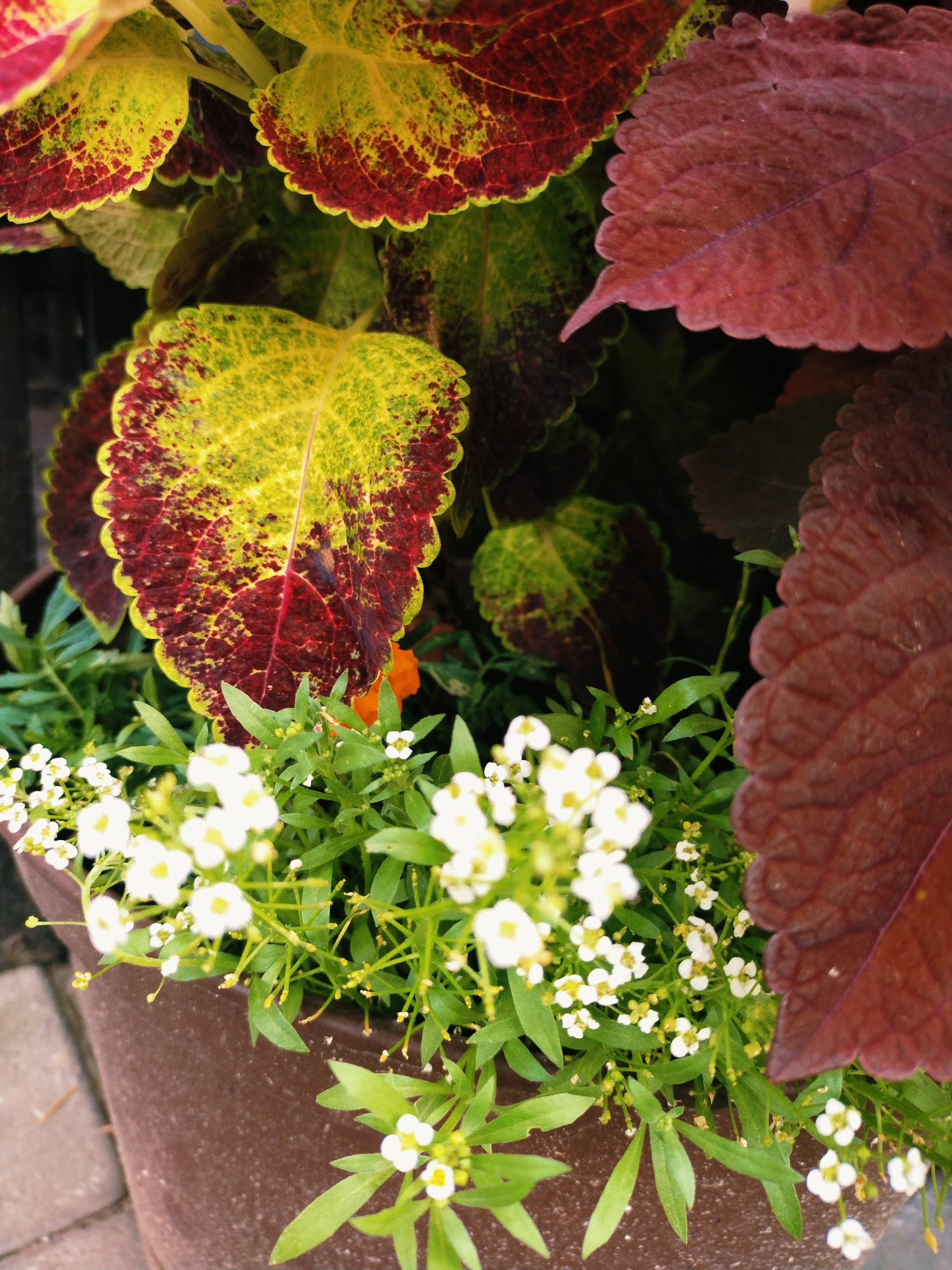 The image depicts a close-up view of a potted plant, likely a coleus variety, with large, multi-colored leaves in shades of red, yellow, and green. The leaves have a serrated edge and a somewhat velvety texture. In the foreground, smaller white flowers with yellow centers bloom amongst green foliage. The plant is contained within a dark brown, textured pot, which is visible taking up the bottom right portion of the frame. The background is dark and out of focus, suggesting a natural or garden setting. The image quality is slightly soft, with the colors appearing muted. The scene is static and offers no indication of human activity or specific location within Horishni Plavni, Ukraine.