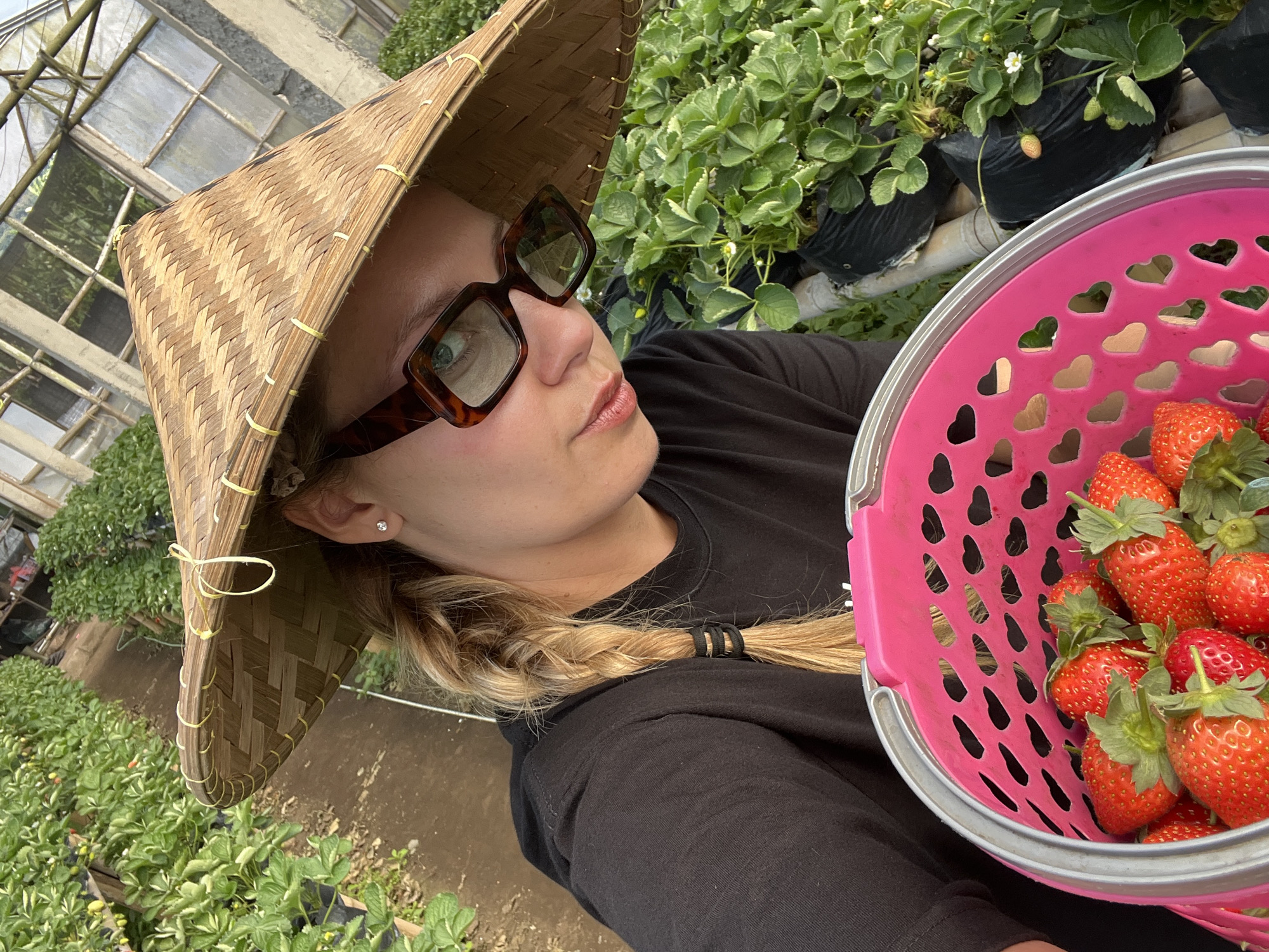 A person wearing a conical straw hat and brown-rimmed square glasses is holding a pink basket filled with strawberries in a greenhouse. The person has blonde hair braided into a plait and is wearing a black t-shirt. The greenhouse appears to be located in Sukasada, Indonesia, and rows of strawberry plants are visible in the background. The plants are green and some have small white flowers and immature strawberries. The greenhouse structure, with its glass panes and metal frame, is also visible.