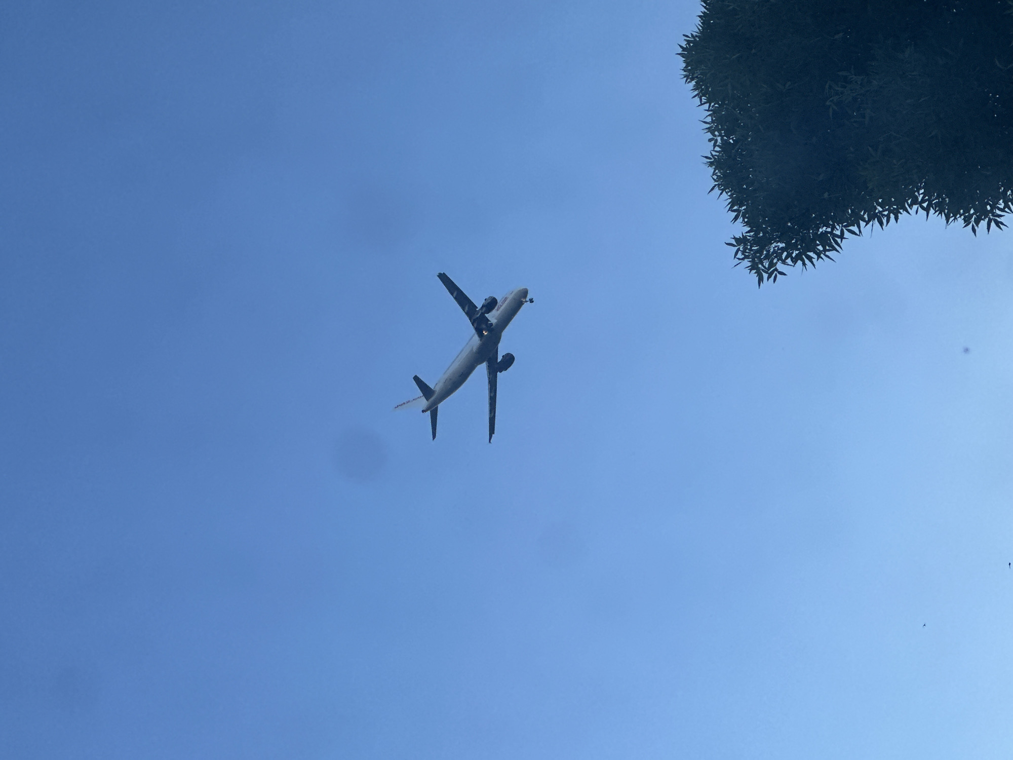 An airplane is flying in a clear blue sky. The airplane is a commercial jet with two engines under its wings. It is angled slightly upwards, with its nose pointing towards the upper left of the frame. The landing gear is extended, suggesting it is either landing or taking off. In the bottom right corner of the image, the dark silhouette of a tree with dense foliage is visible. A few small, indistinct shapes that might be birds are present in the lower left portion of the sky. The overall lighting suggests it is either early morning or late afternoon.