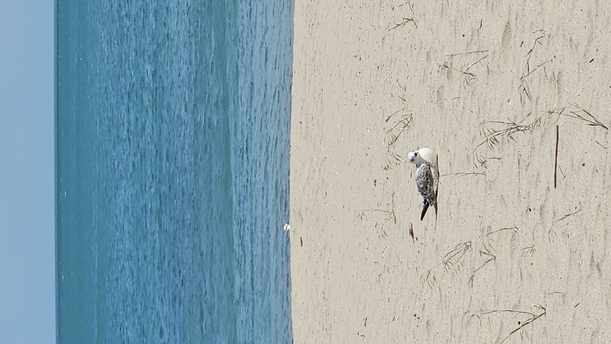 A photograph shows a beach with turquoise water to the left and tan sand to the right. The beach has scattered pieces of dry vegetation. Standing on the sand is a bird, its head is white, its body has spotted black and white feathers, and it has a long black tail. The picture was most likely taken in Varna, Bulgaria, because of the location's long coastline.