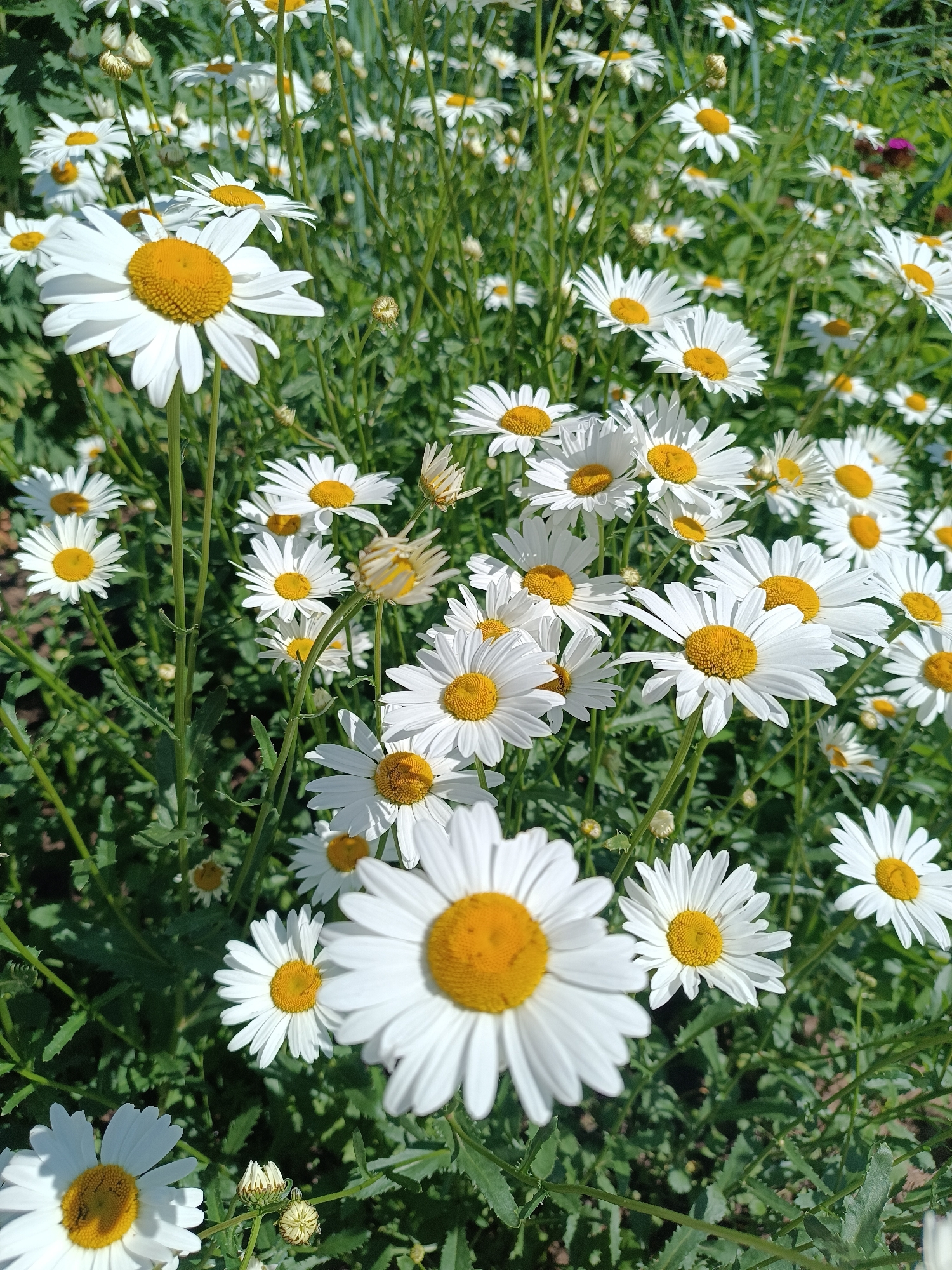A close-up, high-angle view captures a dense field of daisies, their white petals and yellow centers creating a vibrant tapestry. The flowers are in various stages of bloom, with some fully open and others still in bud. The background is a blur of green foliage and stems, suggesting a natural outdoor setting. The lighting indicates it is daytime, with the sun casting shadows and highlighting the textures of the petals. The image appears to be taken in a park or garden in Chaikovsky, Russia, a city known for its natural beauty and recreational areas. No people or animals are visible in the frame.