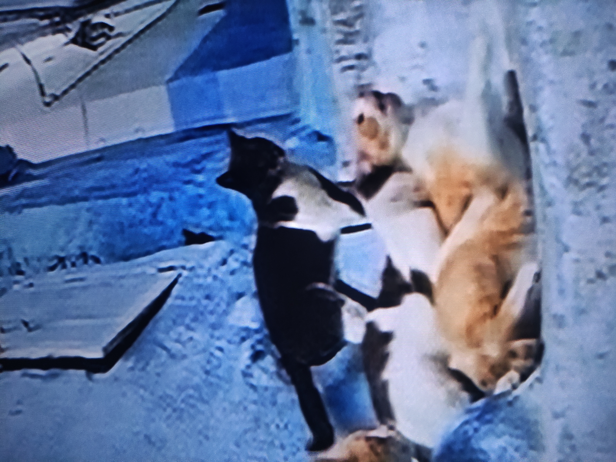 The image depicts an outdoor scene featuring at least two cats, likely in a cold environment. In the foreground to midground, a black and white cat is visible, moving or standing in profile. Its body is primarily dark, with some lighter markings visible, potentially on its chest or belly. To the right, another cat, or possibly multiple cats, appears huddled or resting. These cats are lighter in color, possibly orange or cream, and are less distinct due to the image's low resolution and focus.
The setting consists of an uneven, textured ground covered in shades of blue and white, strongly suggestive of snow or ice. Various dark, angular pieces of debris or structural elements are scattered across the scene and in the background, hinting at a potentially industrial or neglected outdoor area. The overall lighting indicates daytime. No people are visible. The image exhibits visible horizontal scan lines and pixelation, suggesting it may be a photograph of a screen. There is no visible text. The location context of Pavlodar, Kazakhstan, aligns with the visual cues of a potentially snowy or icy environment.