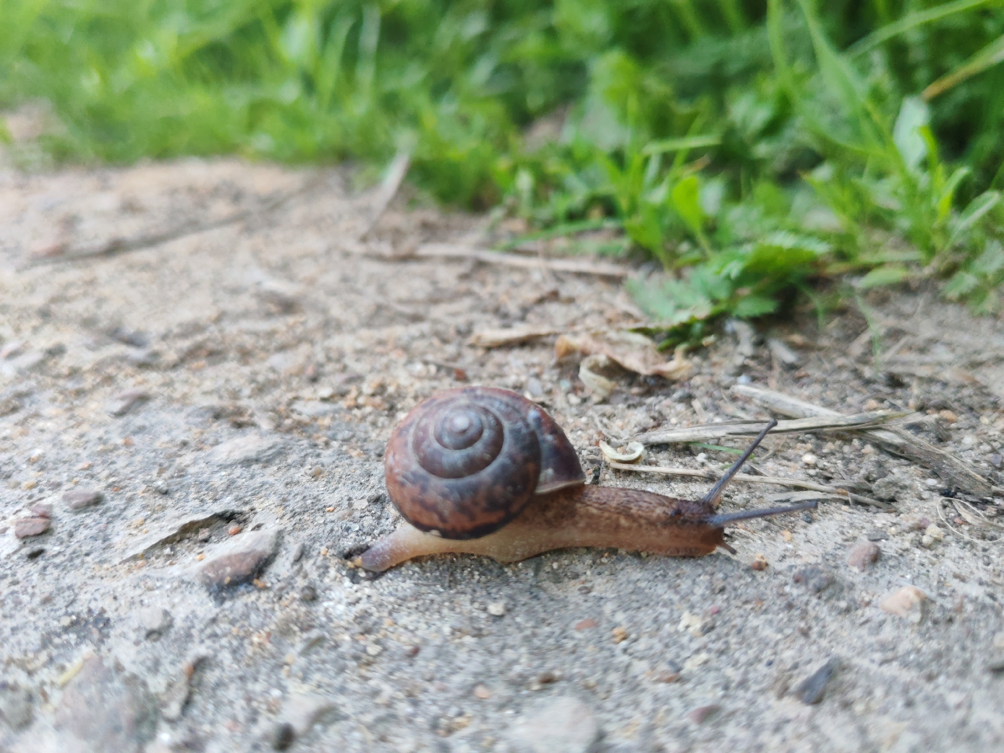 A snail is crawling on a cracked, concrete-like surface. A patch of green grass is visible in the background, suggesting an outdoor setting. The snail's shell is brown with a visible spiral pattern. The surrounding environment appears to be somewhat urban due to the concrete. Location details are not discernible to confirm the location.