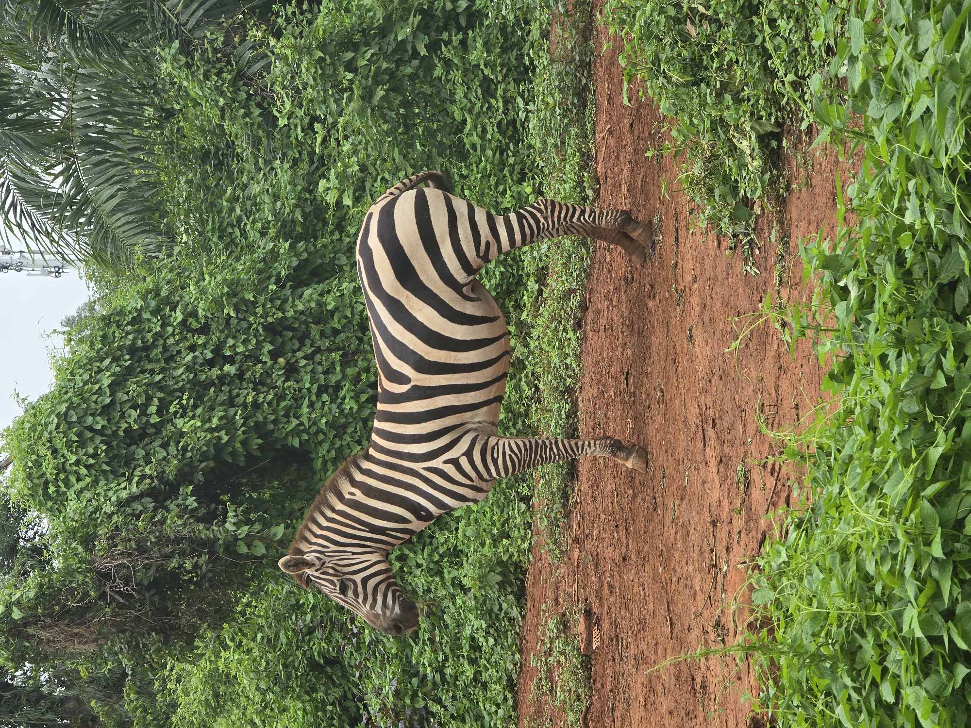 A lone zebra stands on a reddish-brown dirt path. The zebra is positioned in the center of the frame, facing left, with its body angled slightly away from the viewer. Its distinctive black and white stripes are clearly visible. Behind the zebra, a dense wall of lush green foliage forms the background. Tall trees and palm fronds are discernible within the greenery, and what appears to be a cellular tower is visible in the upper right portion of the image, peeking through the trees. In the foreground, more green vegetation, including leafy plants and vines, lines the bottom edge of the image. The ground is uneven and appears to be a mix of soil and some scattered debris. The sky is overcast and pale. The scene suggests a natural or semi-natural environment, possibly a zoo or wildlife park, located in the Xiuying District of China, given the presence of tropical vegetation and a cellular tower.