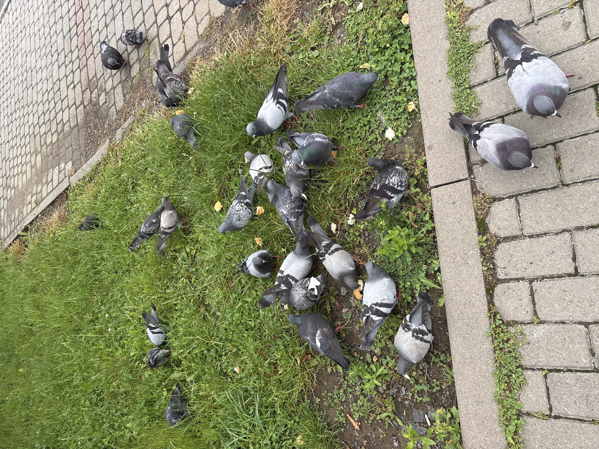 A flock of pigeons is gathered on a patch of green grass adjacent to a paved walkway. Some pigeons are pecking at scattered crumbs on the grass, while others stand and observe their surroundings. The pigeons exhibit typical urban pigeon coloration, with shades of grey, black, and white. The environment appears to be a public space, possibly a park or a street, indicated by the presence of grass, pavement, and the general behavior of the birds.