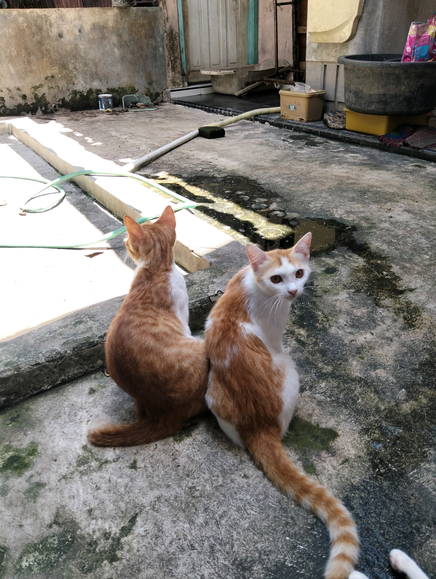 Two domestic cats, one predominantly orange with white markings and the other with ginger and white fur, are sitting on a concrete ground. The cat on the left is facing away from the camera, while the cat on the right is facing the camera and looking directly at it. The environment appears to be an outdoor patio or backyard area with a concrete floor that has some puddles and mossy patches. There is a raised concrete ledge in the foreground, and a wall with some water damage and moss growth in the background. Various objects are visible in the background, including a blue bucket, a yellow plastic container, a large dark grey plastic tub, and some cleaning supplies in the tub. A green hose is visible near the concrete ledge. The scene is illuminated by sunlight, creating shadows on the ground.