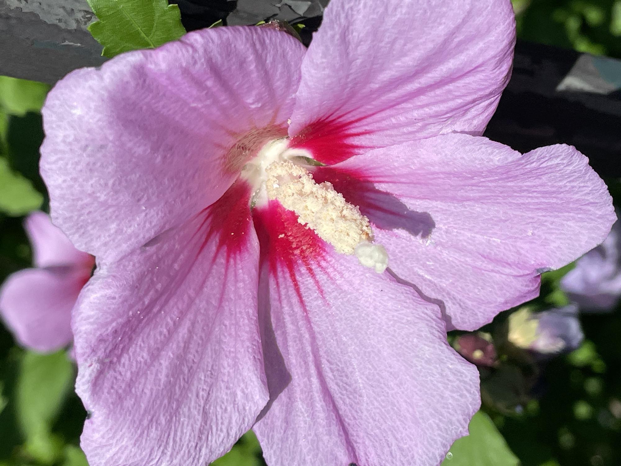 A close-up, eye-level shot captures a single, large, light purple hibiscus flower in bloom. The flower's delicate petals, with visible veins and a slightly crinkled texture, are illuminated by bright, natural light, casting subtle shadows. At the center of the bloom, a prominent stamen, covered in pale yellow pollen, extends outwards. Deep pink coloration radiates from the base of the petals towards the center, creating a striking contrast. The background is a soft blur of green foliage and other out-of-focus purple flowers, hinting at a garden setting. A dark, vertical element, possibly a fence post or railing, is visible on the right side of the frame, partially obscuring some of the background. The scene does not depict any people or specific actions. The location is not identifiable within the city of Sochi, Russia, based solely on the visual information provided.