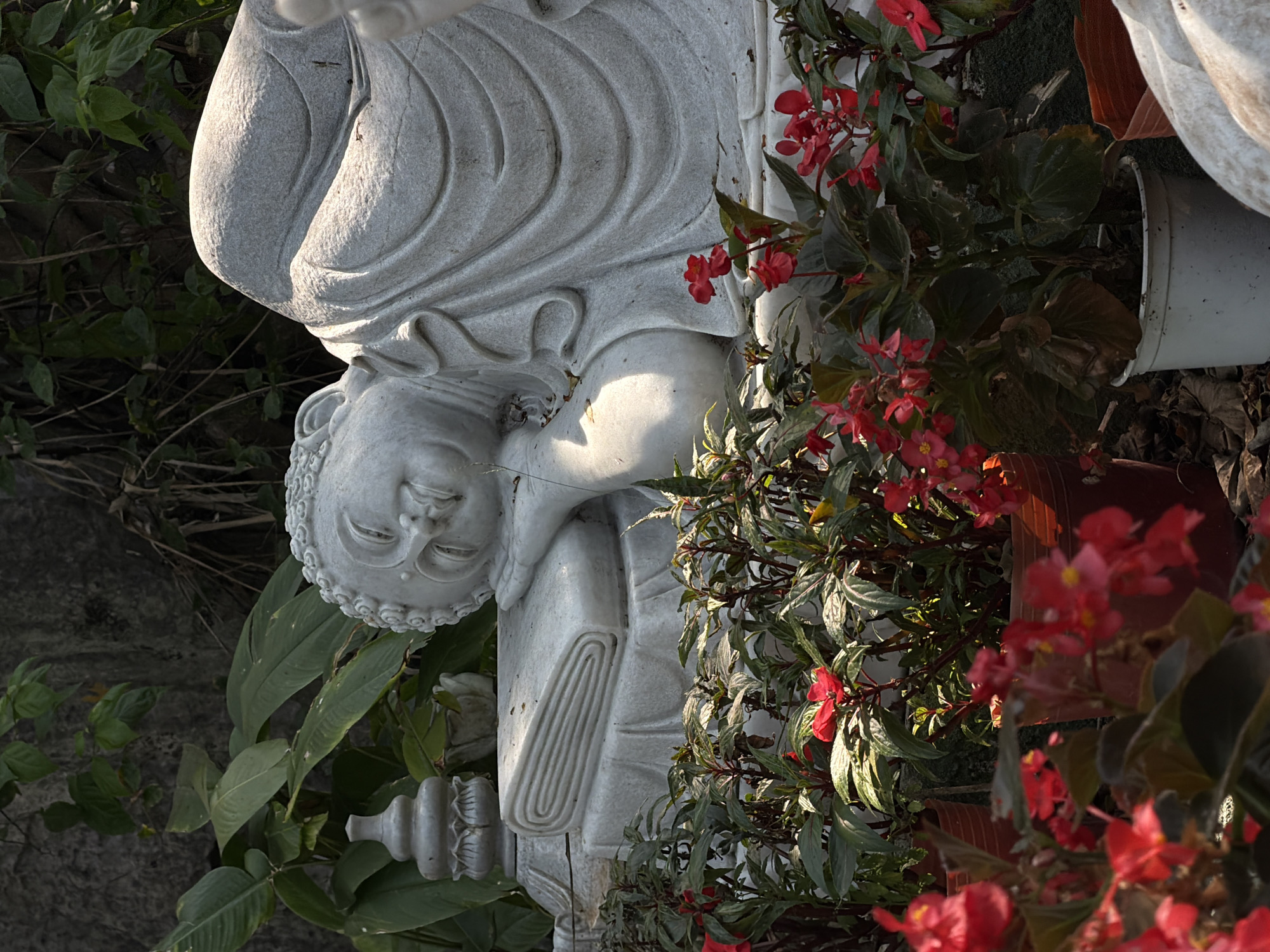 A close-up, medium shot captures a stone Buddha statue amidst lush greenery and vibrant red flowers. The statue, intricately carved with serene facial features and draped robes, exudes a sense of tranquility. Sunlight dapples across the statue's surface, highlighting the texture of the stone and the fine details of the carving. The surrounding plants and flowers add a natural and colorful element to the scene.
While the image provides no explicit location information, the style of the statue and the type of plants suggest a possible location within a garden or religious site in Đà Nẵng, Vietnam. The cultural context hinted at by the Buddha statue aligns with the city's rich Buddhist heritage, making this a plausible setting.