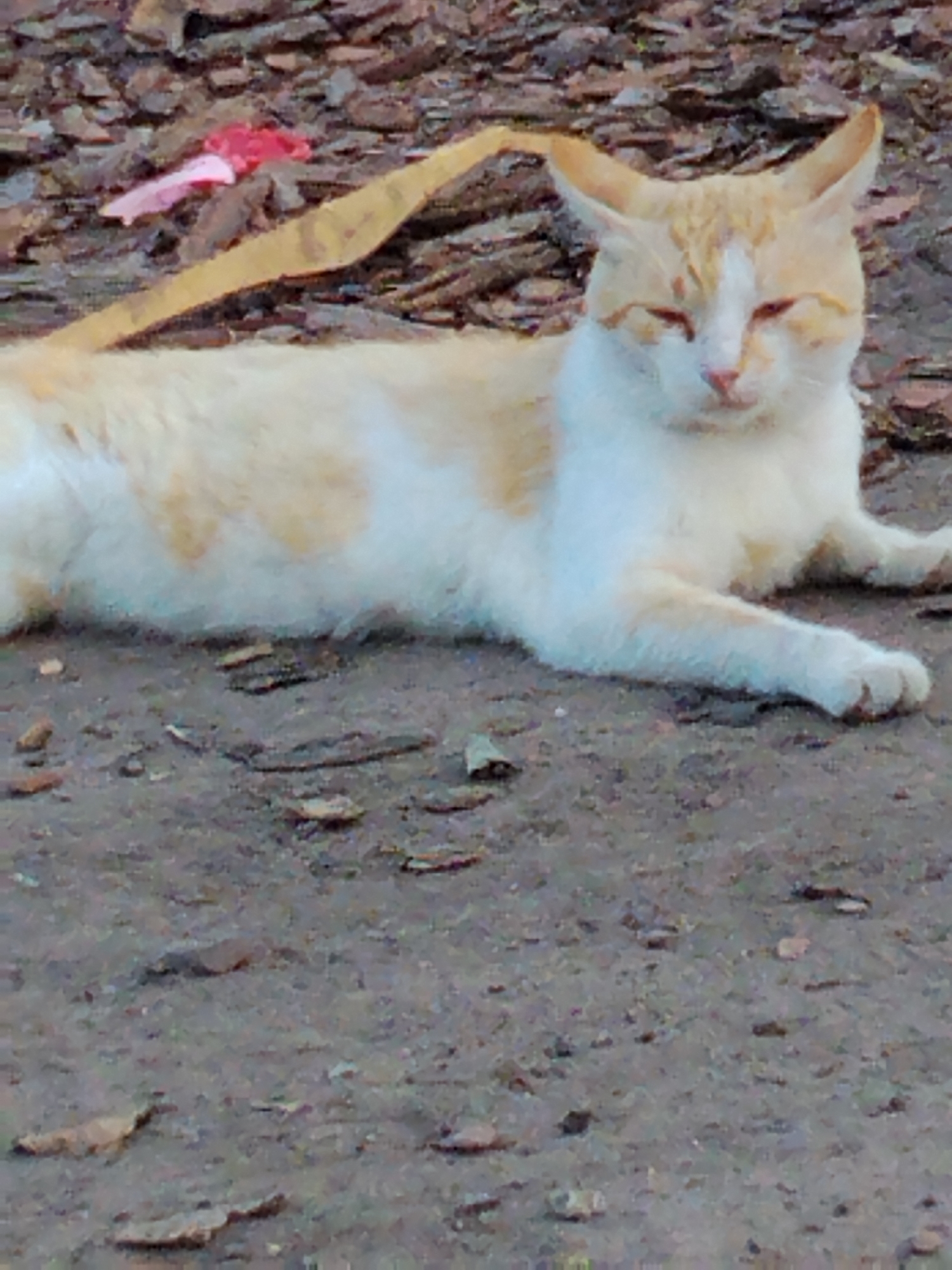 An orange and white cat is lying on a dirt ground, with its eyes partially closed. The cat is facing towards the right side of the frame, with its front legs extended forward. The background consists of wood chips and some debris. The scene appears to be outdoors, possibly in a yard or park. There are no people visible in the image. The location is Ustyvytsia, Ukraine.
