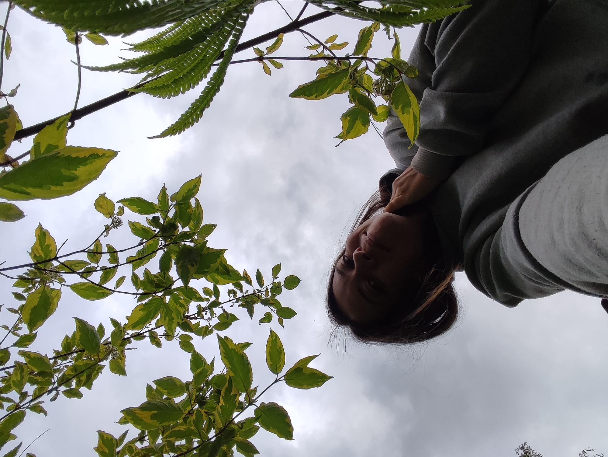 An upward-angle shot captures a person and abundant foliage against a cloudy sky. In the upper right quadrant, a young woman is visible from the chin up, looking downwards towards the camera. She has dark hair, and her expression is neutral to slightly pensive. She is wearing a grey hooded sweatshirt.
Dominating the rest of the frame is a rich assortment of green foliage. In the upper left and top, vibrant green fern fronds are prominent. Throughout the midground and lower left, various branches are laden with leaves that display a striking green and yellow variegation. Some small white flower clusters are also visible among these leaves.
The background is a vast, uniformly grey, overcast sky, suggesting cloudy weather during the daytime. The perspective is taken from directly below, making the foliage and the person appear to be above the viewer. The image has no visible text. The setting appears to be an outdoor natural environment, such as a garden or wooded area in Fokino, Russia.