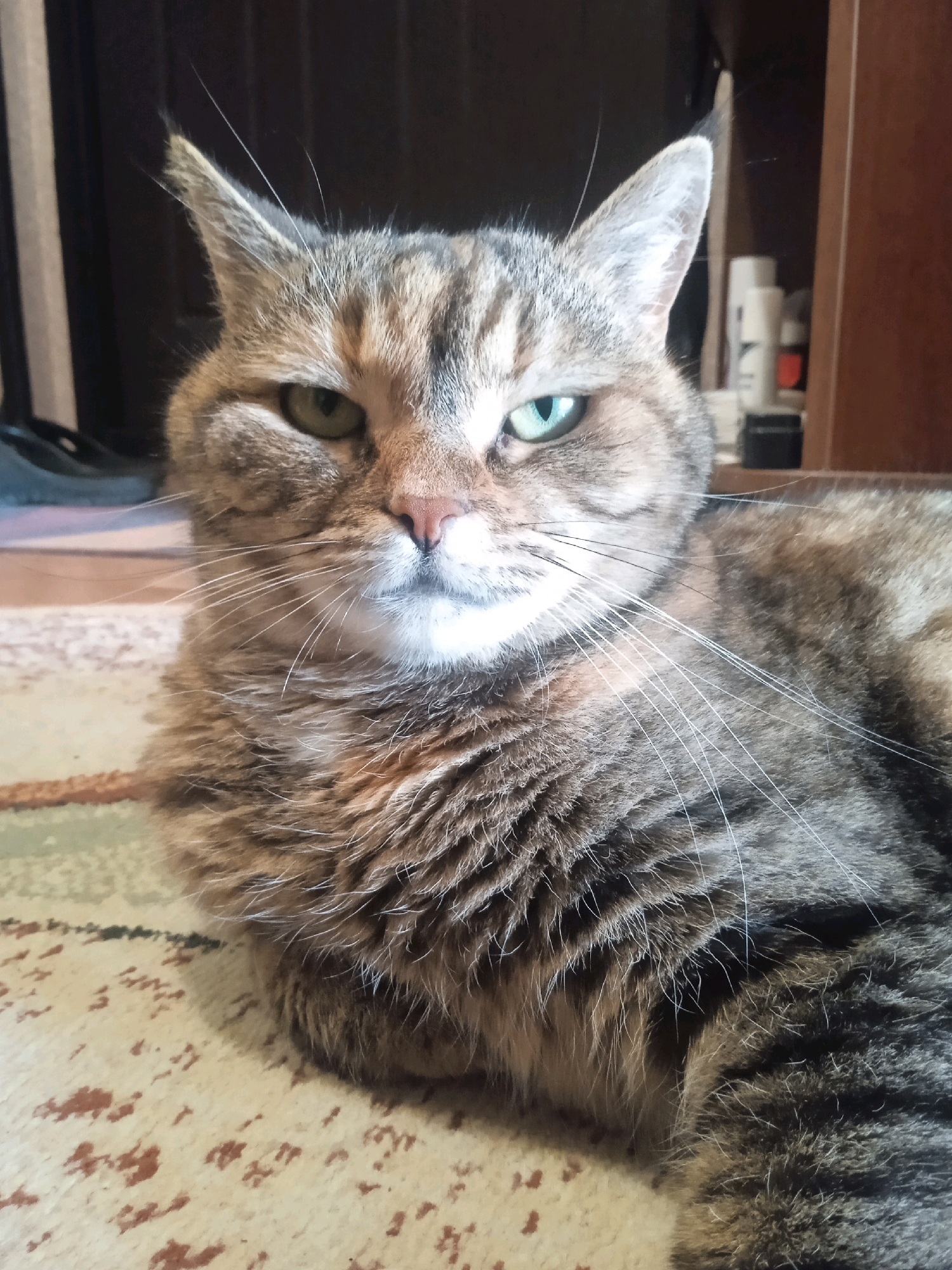 A close-up, waist-up shot shows a tabby cat lying on a patterned rug. The cat is facing forward, with its head slightly tilted to the left. Its fur is a mix of brown, black, and gray stripes, and its eyes are a striking green. The cat's ears are perked up, and its whiskers are long and white. The background is blurred but appears to be an indoor setting, possibly a living room. The rug has a light beige base with irregular brown and green markings. There are no people visible in the image.