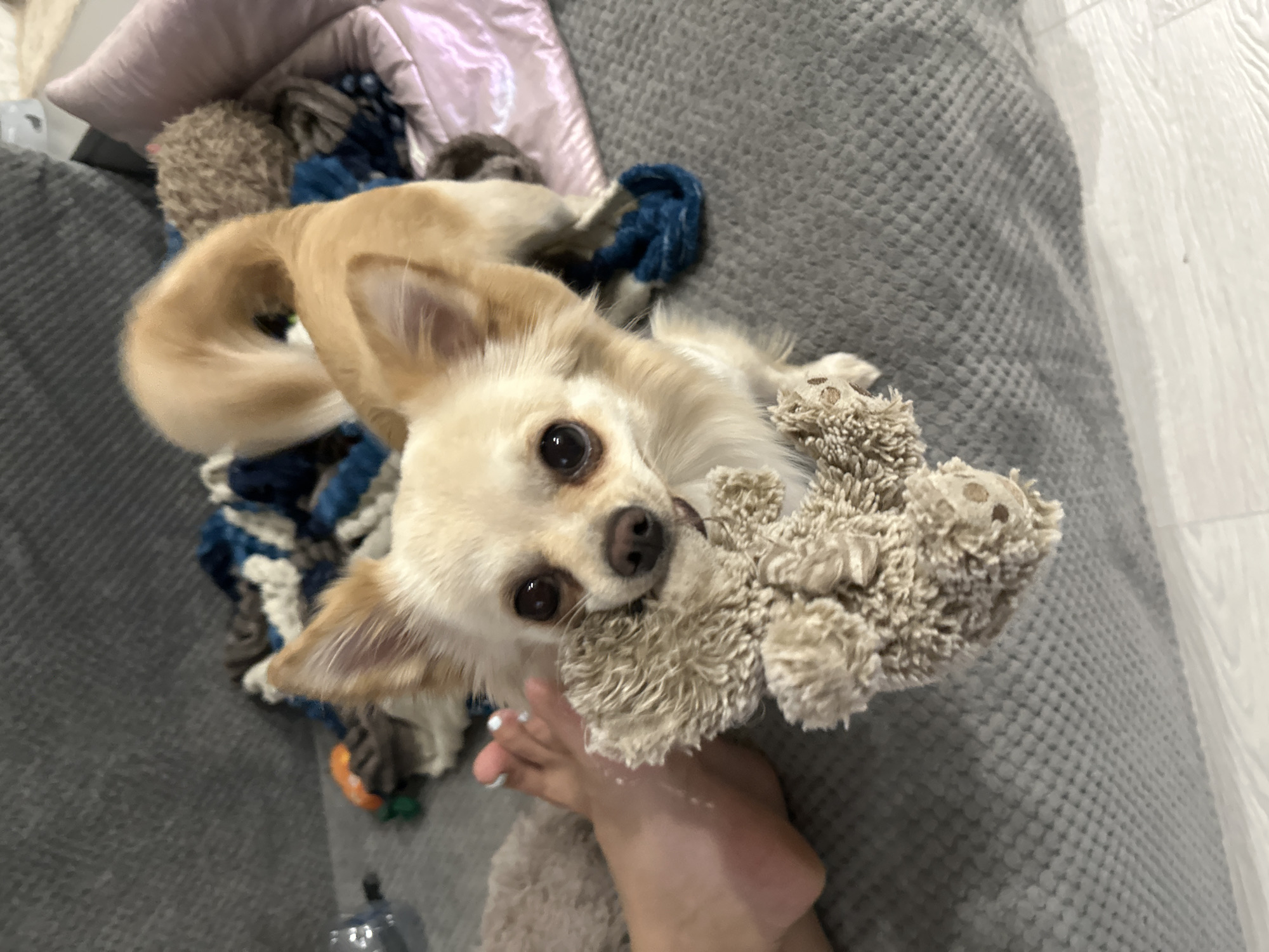 In this overhead shot, a small, light brown Chihuahua is seated on a gray sofa, clutching a plush teddy bear in its mouth. The dog's body is angled towards the right of the frame, with its tail curled upwards. To the left of the dog, a person's bare foot is visible, its toenails painted white. The sofa is covered with a dark gray textured fabric, and a collection of blankets and pillows are arranged behind the dog. These include a blue and white patterned blanket and a pale pink pillow. To the far left, a clear plastic bottle rests on the sofa. The flooring beneath the sofa is a light-colored wood-grain laminate. The scene appears to be indoors, likely in a residential setting, with no discernible elements to suggest a specific location within the city of Omsk, Russia.