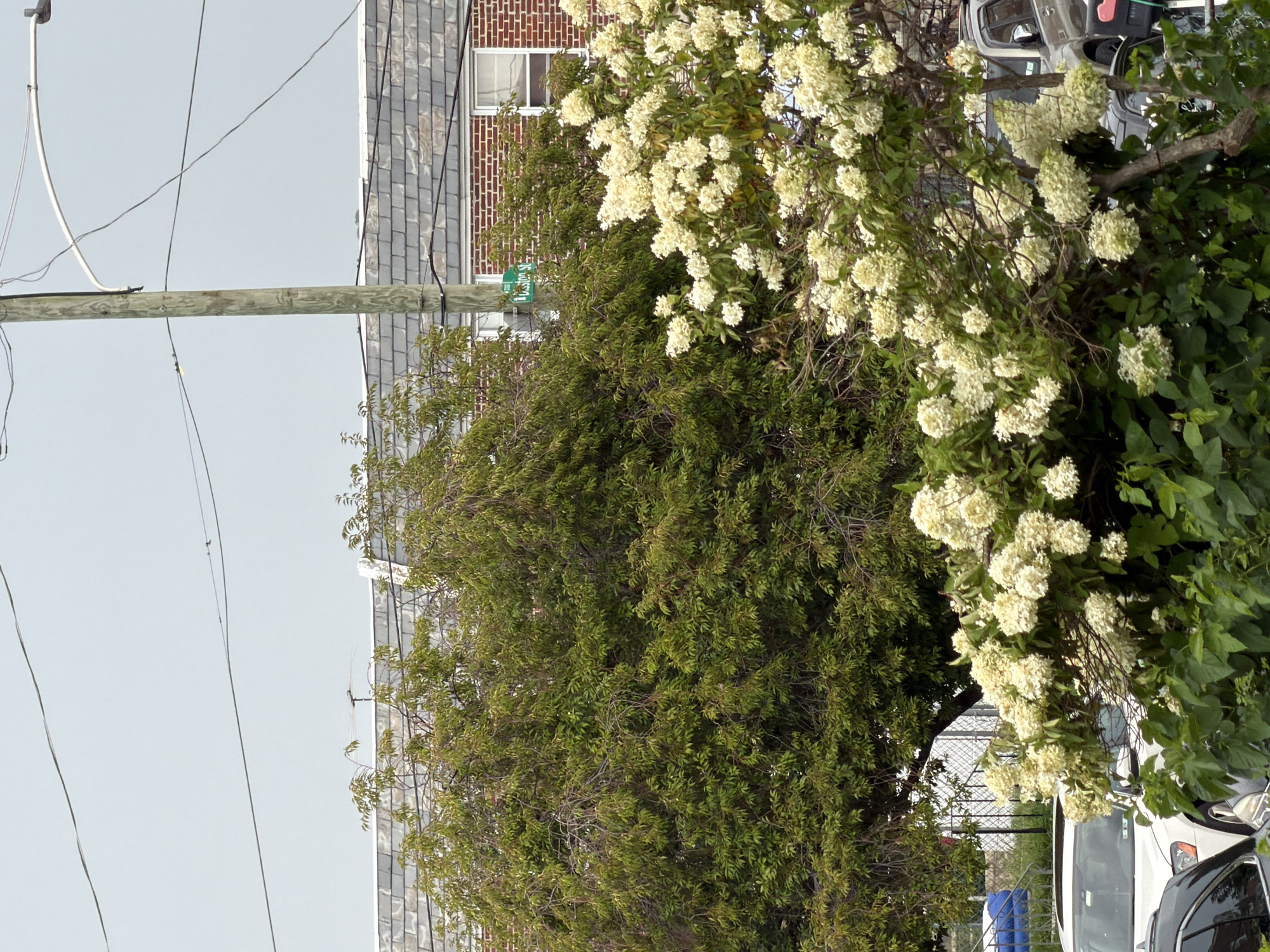 The image depicts a street scene in Philadelphia, Pennsylvania. In the foreground, a lush green tree with abundant, small leaves dominates the left side. To its right, a flowering bush with large clusters of creamy white blossoms is in full bloom. Behind these trees, a two-story brick building with a grey, shingled roof is visible. A wooden utility pole with electrical wires crisscrossing the sky stands in the center, with a street sign that reads "Bisson St" clearly visible. A white car and a portion of a silver SUV are parked in the background, partially obscured by the foliage. The sky is overcast and light grey, suggesting a cloudy day.