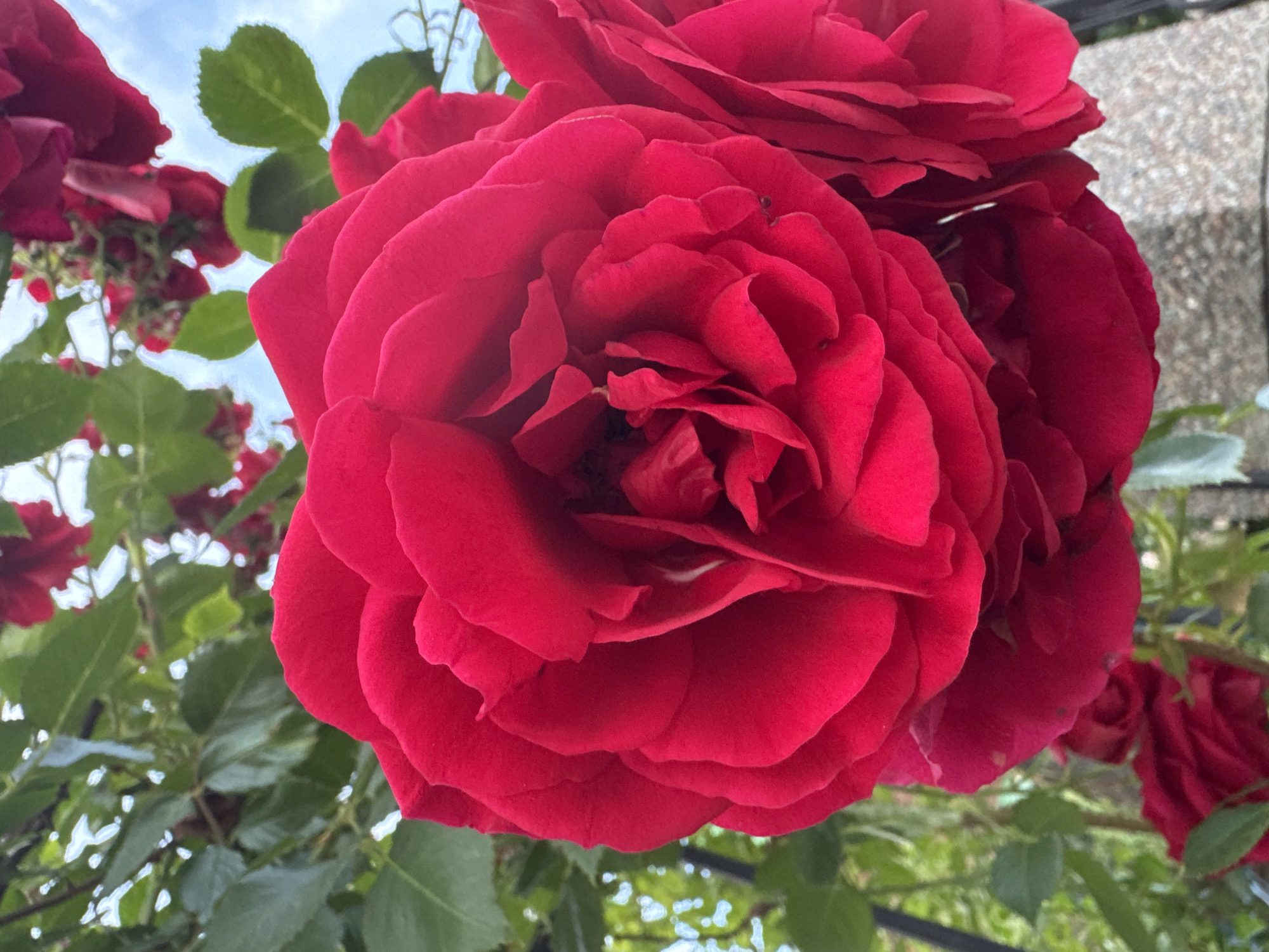 An extreme close-up shows the vibrant red petals of a rose. The focus is on the intricate layers and textures of the flower, with hints of darker red in the center. Green leaves and foliage are visible in the background, slightly out of focus, along with a blurred blue sky. The composition is dominated by the rose, suggesting it is the primary subject. There are no people or discernible city elements present in the image.
