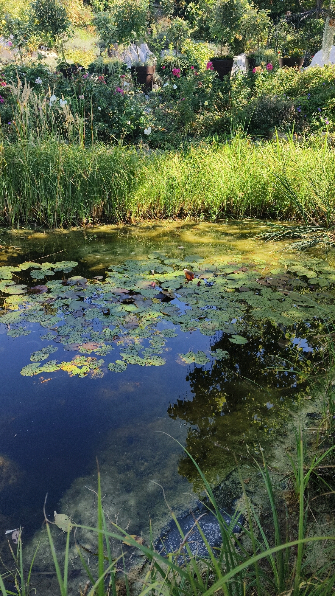 The image depicts a tranquil pond scene, likely in Langenlois, Austria, characterized by lush greenery and calm water. The foreground is dominated by the pond, its surface adorned with numerous lily pads in various shades of green, some with visible veins. A few lily flowers, one a reddish-brown hue, are scattered amongst the pads. The water is partially clear, revealing submerged stones and aquatic vegetation, and it reflects the surrounding foliage and the sky. Tall, reedy grasses line the edge of the pond, creating a natural border.
Behind the pond, the landscape rises, showcasing a tiered garden. The garden is filled with a variety of plants, including bushes with pink and white flowers, ornamental grasses, and trees with dense foliage. Large dark pots are strategically placed, some containing plants. The overall impression is one of a well-maintained, naturalistic garden environment, possibly a botanical garden or a private estate in the vicinity of Langenlois. The lighting suggests it is daytime, with sunlight casting dappled shadows on the water and illuminating the greenery. No people are visible in the image.