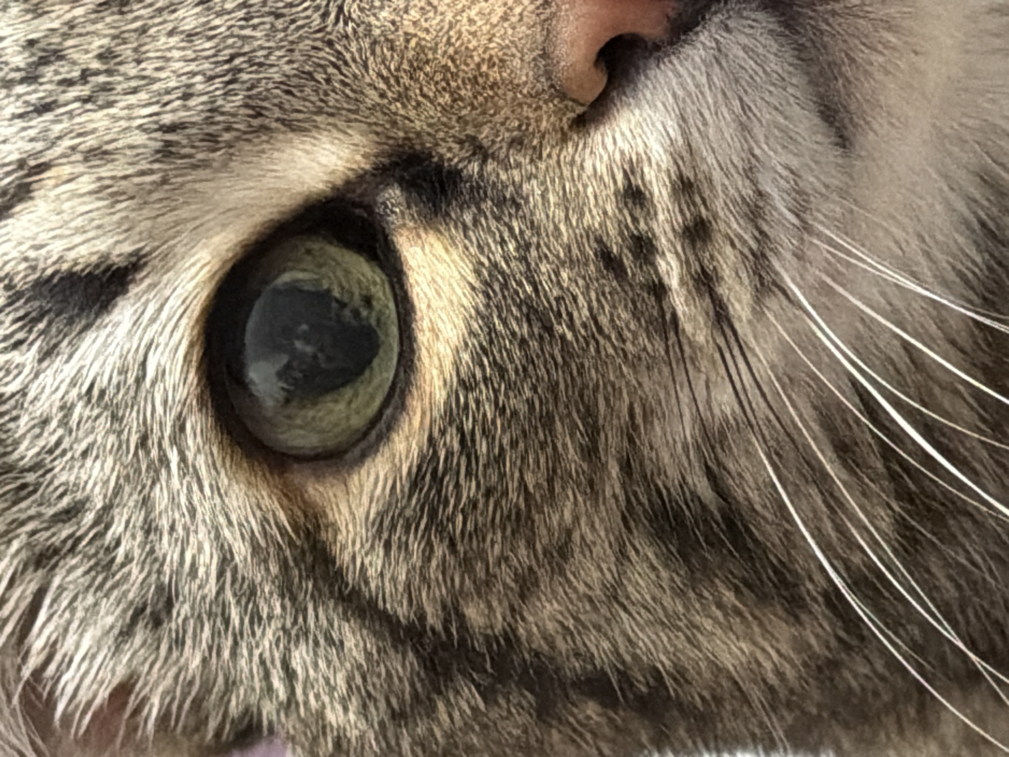 Close-up view of a cat's face, focusing on the eye, nose, and surrounding fur. The cat has grey and brown striped fur. The eye is green with a dark pupil. White whiskers are visible. The cat's pink nose is partially visible. The location is not identifiable from the image.