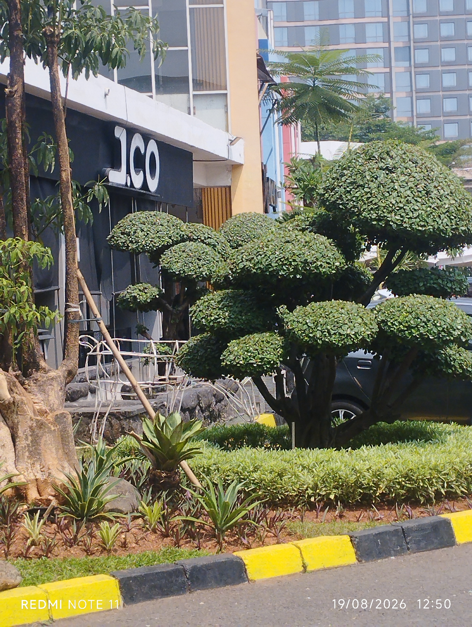 The image shows a commercial establishment with a prominent sign that reads "J.CO". The building features a dark facade with white lettering. In front of the establishment, there is a meticulously landscaped area with a large, multi-tiered bonsai tree as the central element. Surrounding the bonsai are various other plants, including agave-like plants and low-lying greenery. A white metal table and chairs are visible behind the bonsai, suggesting an outdoor seating area. A dark-colored car is parked partially behind the bonsai tree. In the background, modern buildings with glass facades indicate an urban setting. The scene is set against a clear sky. The timestamp "19/08/2026 12:50" and the text "REDMI NOTE 11" are overlaid on the bottom of the image. This scene is located in the city of Karawang, Indonesia.