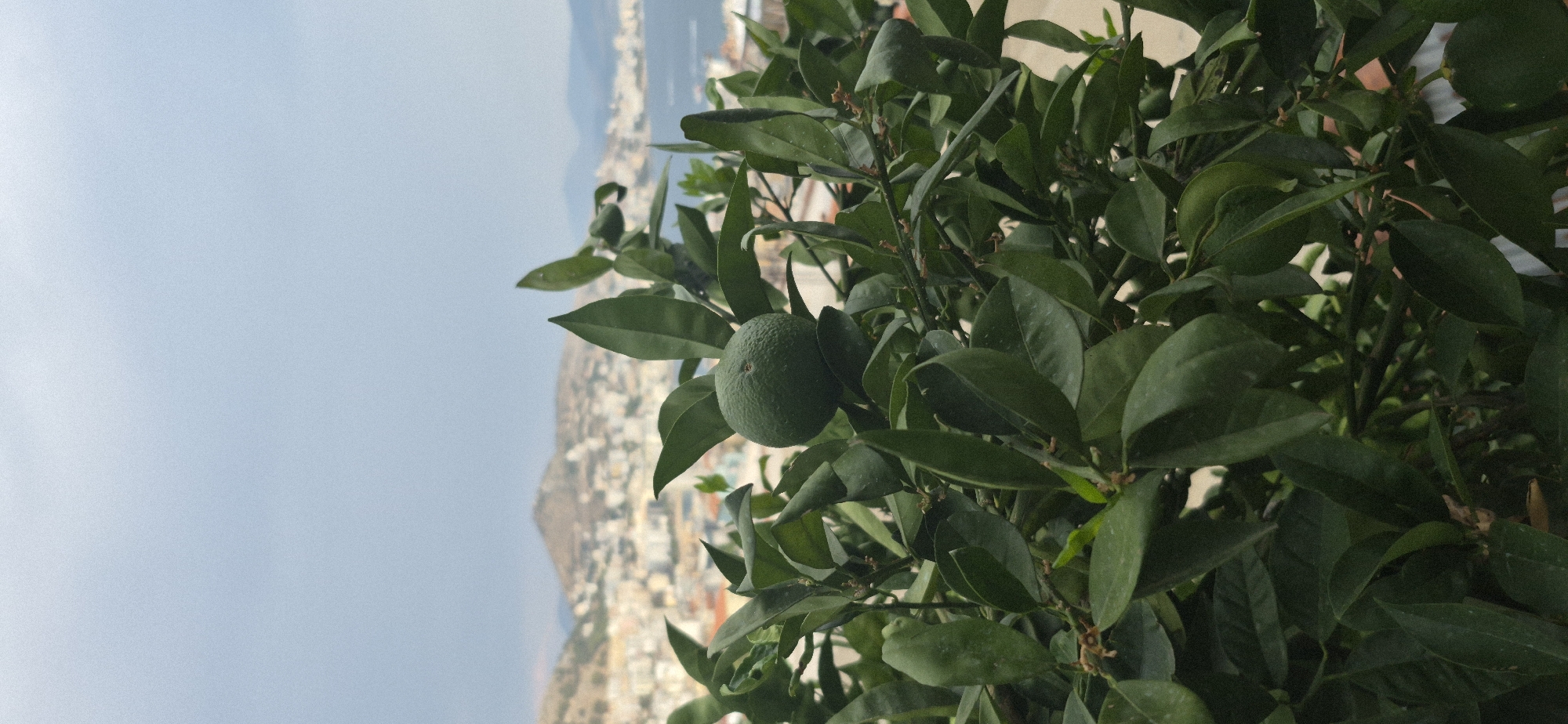 The image is a close-up of a small green fruit on a leafy branch, with a city and sea in the background. The fruit appears to be an unripe citrus fruit, possibly a lime or a small orange. The leaves are dark green and glossy. The background shows a coastal city with buildings clustered on a hillside overlooking a body of water. The sky is overcast and a light blue. The image appears to be taken from a vantage point above the city, suggesting it was taken from a balcony or a higher elevation. The city in the background is identifiable as Saranda, Albania, based on the distinctive coastline and the architectural style of the buildings. The scene is static and there are no people visible in the image.