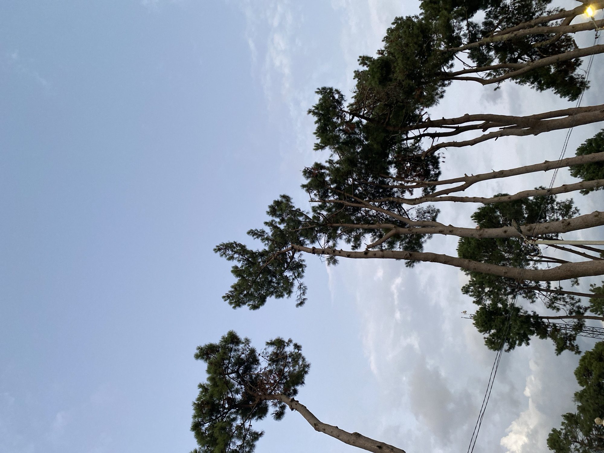 The image shows a grove of tall pine trees with slender trunks against a pale blue sky with scattered clouds. The trees are a mix of healthy green foliage and some bare branches, suggesting they are mature. The perspective is looking upwards, emphasizing the height of the trees. In the lower part of the image, there are glimpses of other trees and what appears to be a lamppost on the right, possibly indicating an outdoor public space. The lighting suggests it might be late afternoon or early morning. This scene is located in Ureki, Georgia, a Black Sea resort town known for its pine forests and magnetic sand.