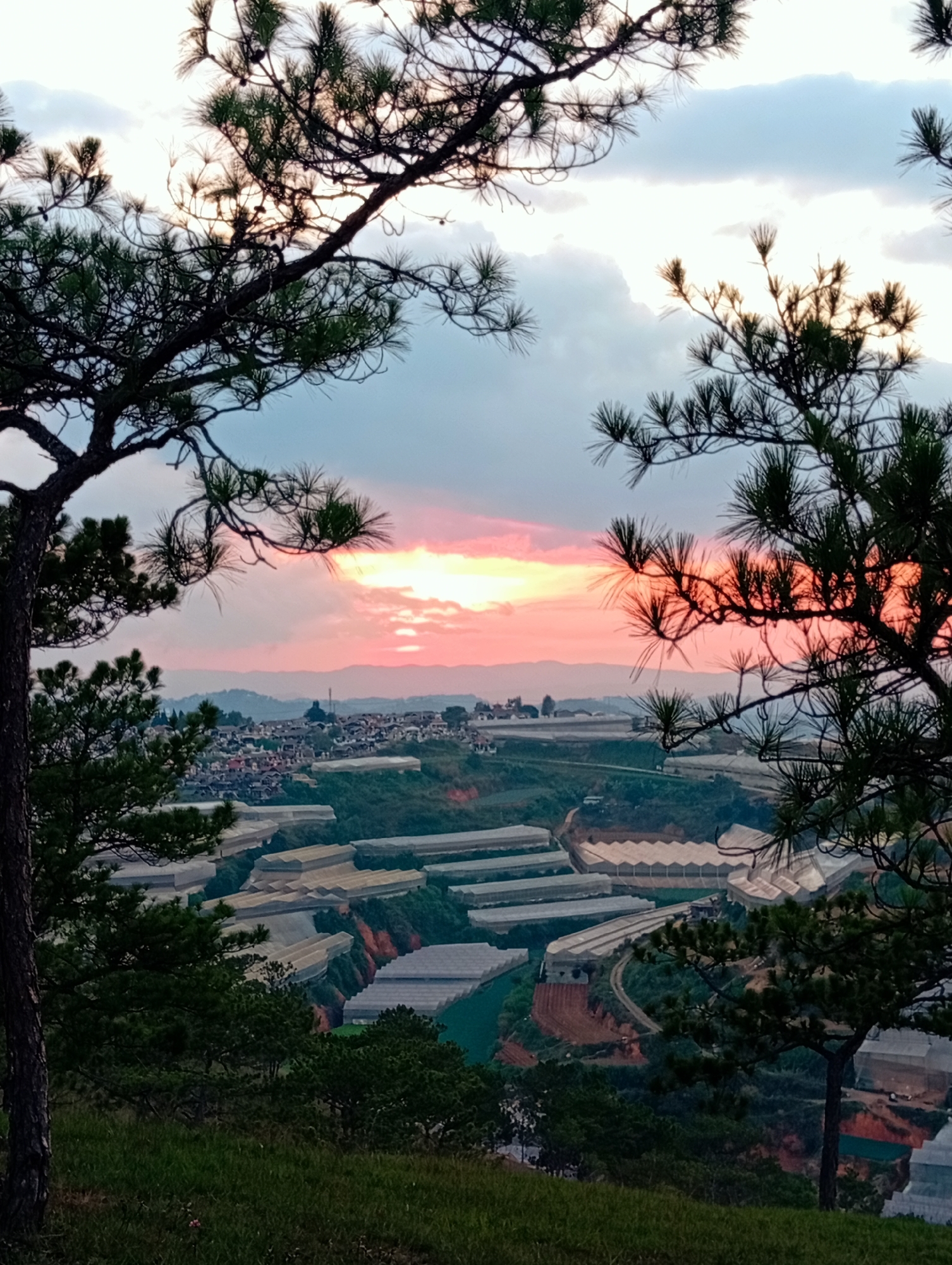 The image shows a view over the city of Lạc Dương, Vietnam, at sunset, framed by pine trees. The sun is setting behind distant hills, casting a pink and orange glow across the sky. Below, the city extends into the distance, with clusters of buildings and rows of greenhouses visible. The foreground consists of a grassy slope and the branches of pine trees.