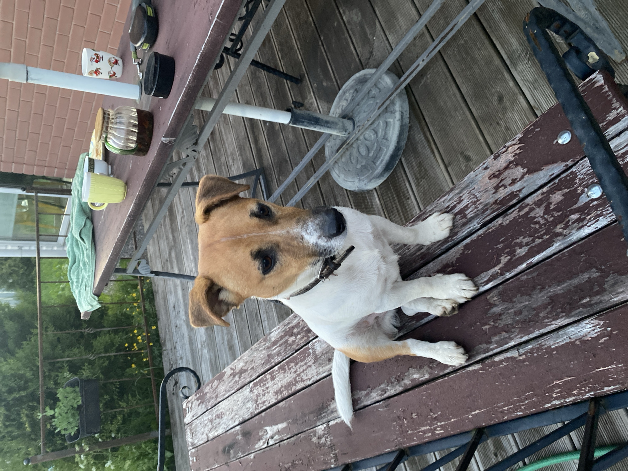 A Jack Russell Terrier is sitting on a weathered wooden bench on a deck. The dog has white and tan markings and is looking downwards. In the background, there is a table with various items including mugs, a jar, and a dog leash. Behind the table, there is a brick building and some greenery. The deck is made of wooden planks. The location is identified as Bol'shoe Zaborod'e, Russia.