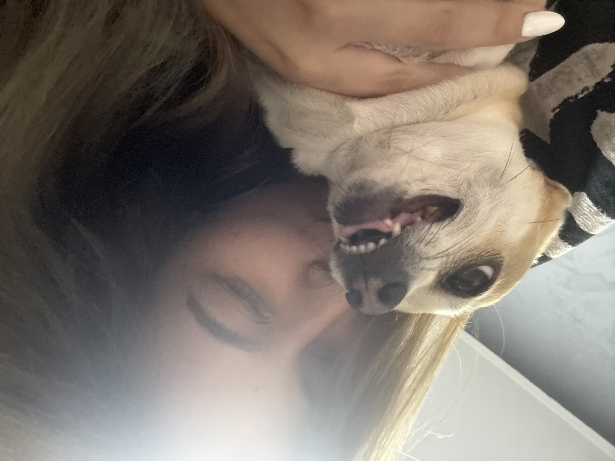 This close-up image features a person holding a small, light-furred dog indoors. The person's blonde hair occupies the left side of the frame, and their face is partially visible towards the bottom left, obscured by a bright light source. Their left hand, adorned with white nail polish, is gently cradling the dog.
The dog, appearing to be a Chihuahua or a similar small breed with light tan or cream-colored fur, is oriented upside down relative to the human subject, looking directly at the camera. Its mouth is wide open, revealing small white teeth and a pink tongue, indicating it might be barking, panting, or in mid-vocalization. Its dark eyes are wide and alert.
The background includes a dark fabric with a white striped or potentially zebra pattern, possibly part of the person's clothing, visible behind the dog's head. The rest of the background is an indistinct, light-colored surface, suggesting an indoor setting. A strong glare is present in the bottom left, likely from a camera flash or a bright light source. The image captures an intimate moment between the person and their pet. No text is visible. The external context places the location in Ralevo, Bulgaria, though no specific geographical cues are discernible within the photograph itself.