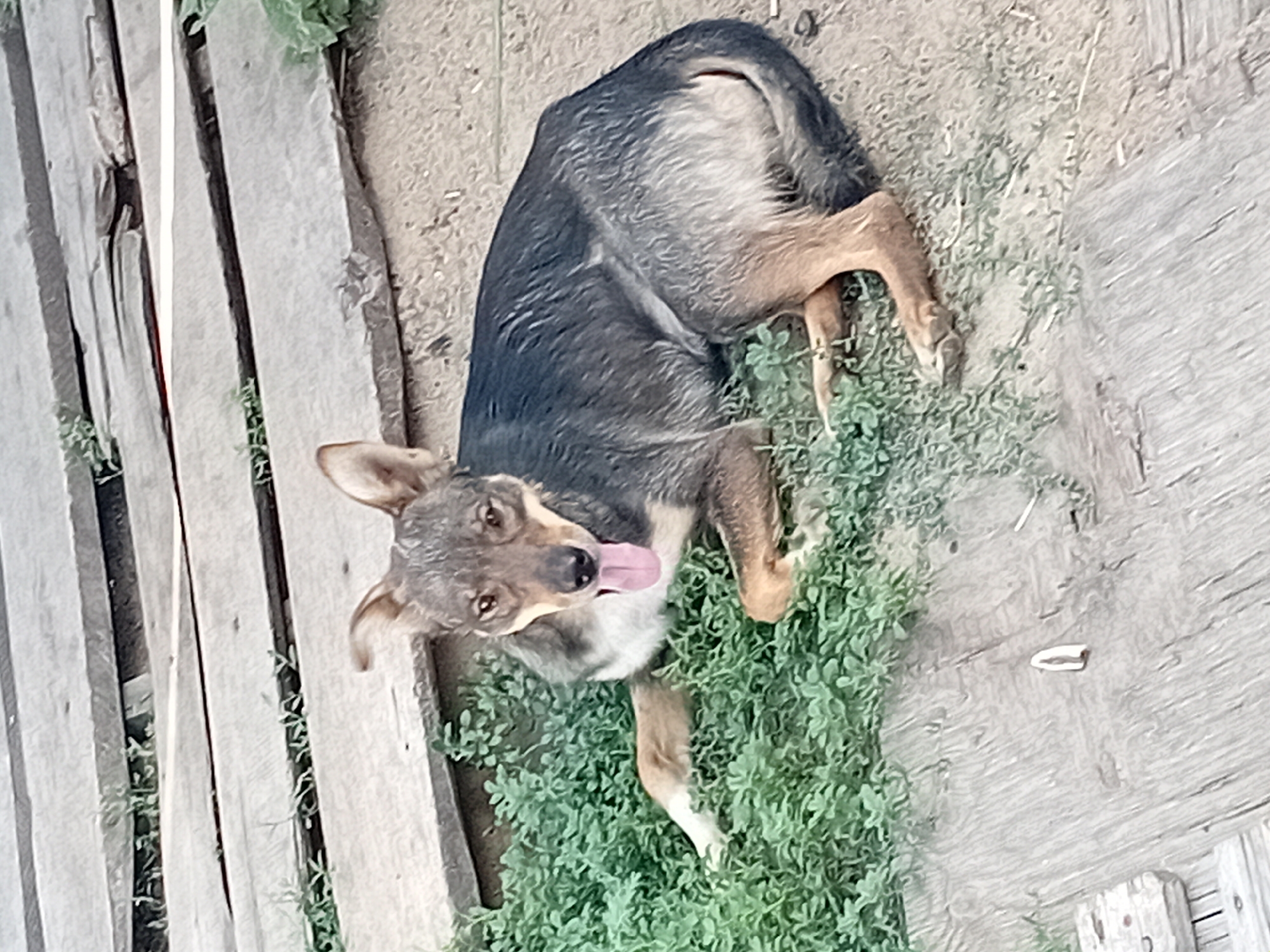A medium-sized dog with brown and black fur is lying on the ground in a patch of green vegetation. The dog is panting with its tongue hanging out. Its front paws are extended forward, and its hind legs are tucked underneath its body. The ground appears to be dirt with some scattered wooden planks. The scene is outdoors, suggesting a possibly rural or semi-urban environment. The image does not provide any specific indicators to determine the precise location within the city of Semey, Kazakhstan.