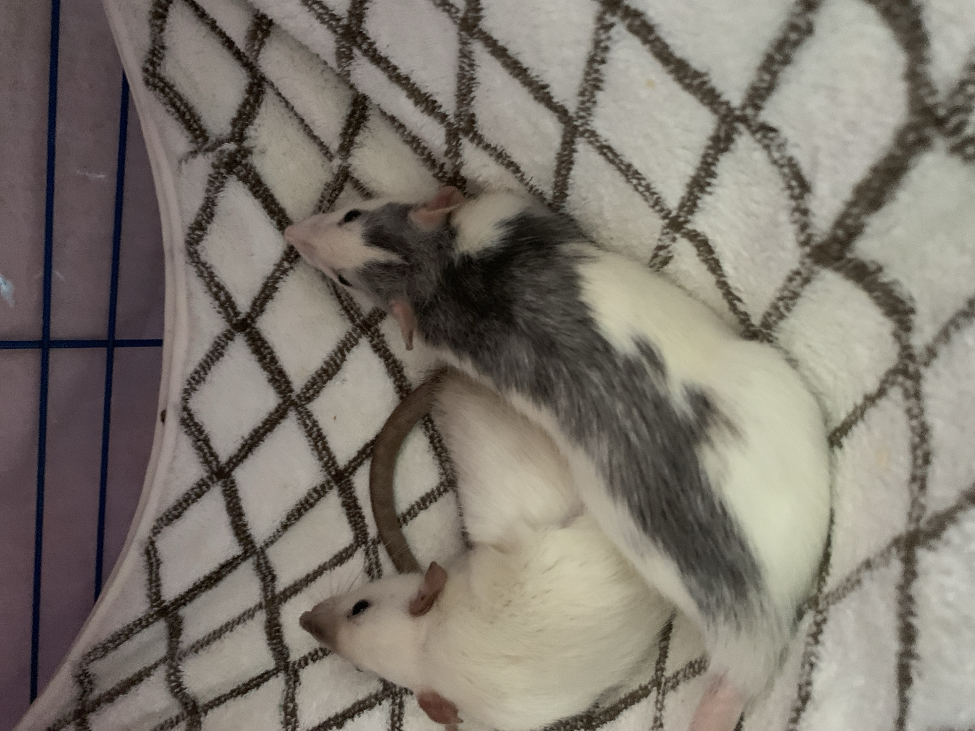 Two rats are lying on a white hammock with a brown diamond pattern. The rat on the left is mostly white, with pink ears and a dark eye. It is curled on its side. The rat on the right has a grey and white patterned coat and pink ears. It is lying on its back, with its head tilted upwards. The hammock appears to be in a cage, as evidenced by the blue bars visible at the top of the image. The lighting is dim, and the background is out of focus. The rats appear to be resting.
