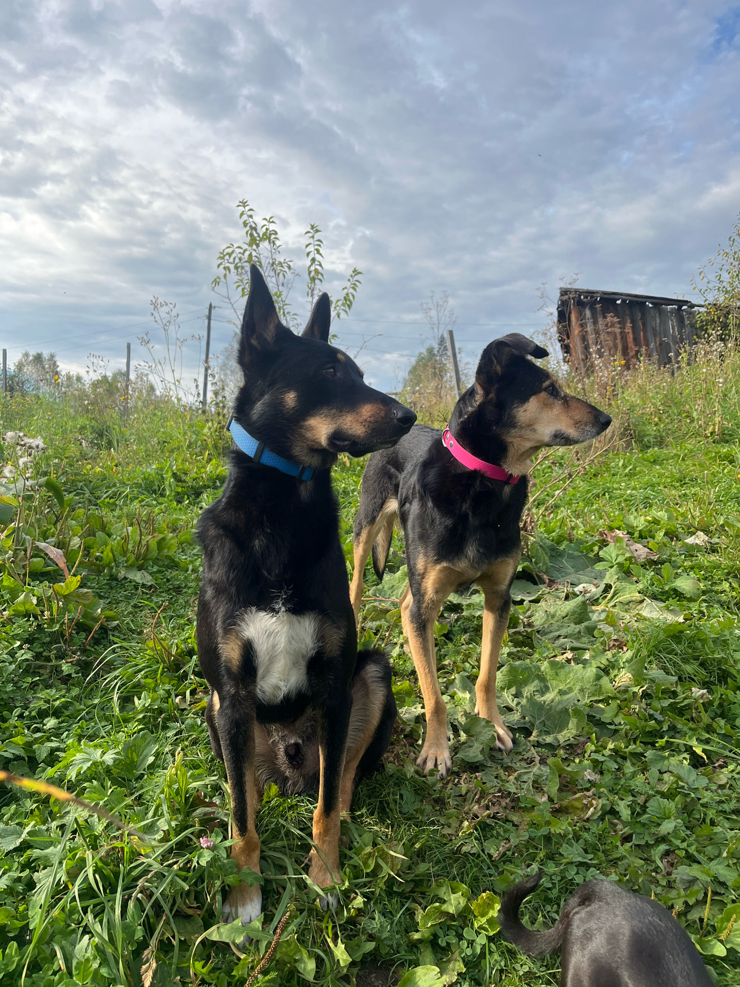 Two dogs, one black and tan with a blue collar and white chest markings, and another black and tan with a pink collar, are sitting and standing in a grassy, outdoor area. The dog with the blue collar is in the foreground on the left, facing right. The dog with the pink collar is behind and to the right of the first dog, also facing right. The background features a cloudy sky, green foliage, some dry plants, and what appears to be a dilapidated wooden structure or shed on the right side of the frame. The scene is consistent with a rural or semi-rural setting, possibly on the outskirts of a city. The location is Nizhny Tagil, Russia.
