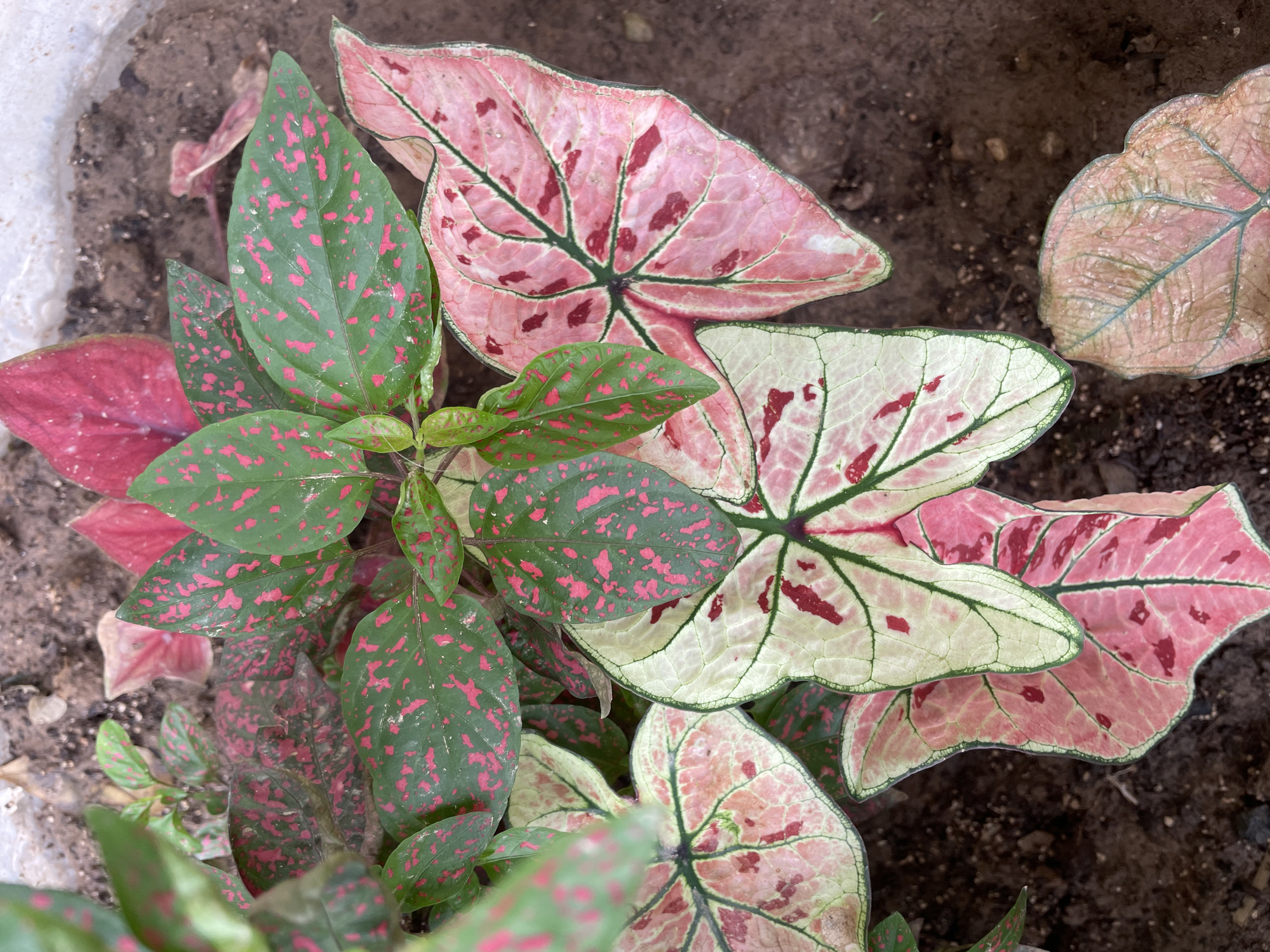 A high-angle, close-up shot shows a cluster of ornamental plants in a pot. The plants have colorful leaves in shades of green, pink, and white. One type of plant has smaller, green leaves with pink spots, while another has larger, heart-shaped leaves with a mix of pink and white and darker green veins. The plants are set against a backdrop of dark soil. The location is Chandigarh, India.