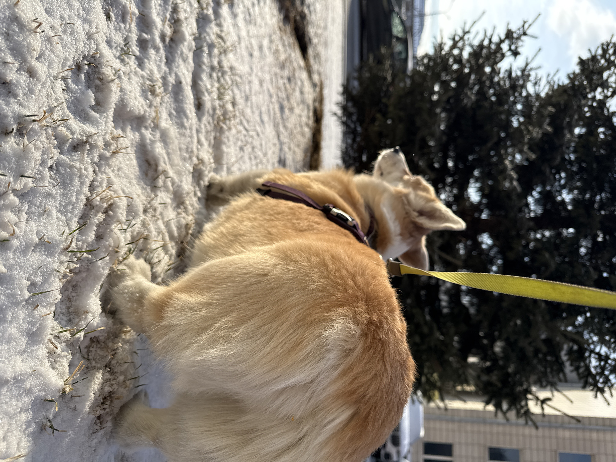 A dog wearing a collar and leash is standing in snow. The dog is light brown, possibly a corgi. There are trees and a building behind the dog. The location is Krasnoyarsk, Russia.