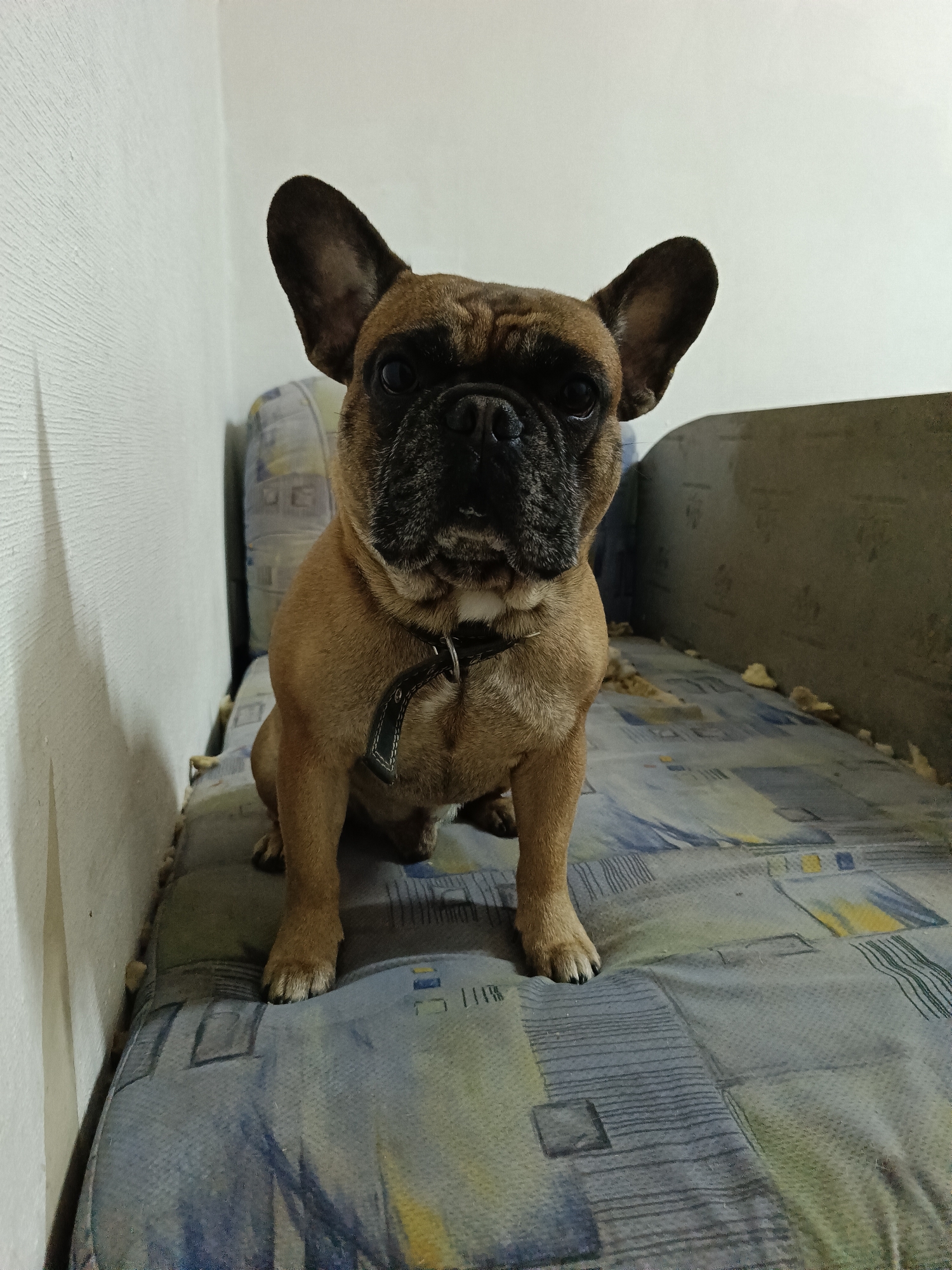 The image captures a fawn-colored French bulldog seated indoors, in Rusalevka, Russia. The dog, with its distinctive black muzzle and large, alert ears, is positioned centrally and faces directly towards the viewer. It wears a dark-colored collar or harness around its neck.
The dog is sitting on a low cushion or mattress adorned with an abstract pattern in shades of blue, grey, and yellow. The surface of the cushion appears worn, with visible pieces of white or yellowish foam exposed along its edges, particularly on the right side of the frame where it meets the wall. This cushion is placed against a simple, light-colored wall that features a subtle textured finish. The scene appears to be an interior corner of a room.
The lighting is even and soft, suggesting an indoor setting with either diffuse natural light or artificial illumination. The dog's expression is attentive and curious. No text is visible within the frame. The overall impression is a candid portrait of a pet in a simple, lived-in domestic environment.