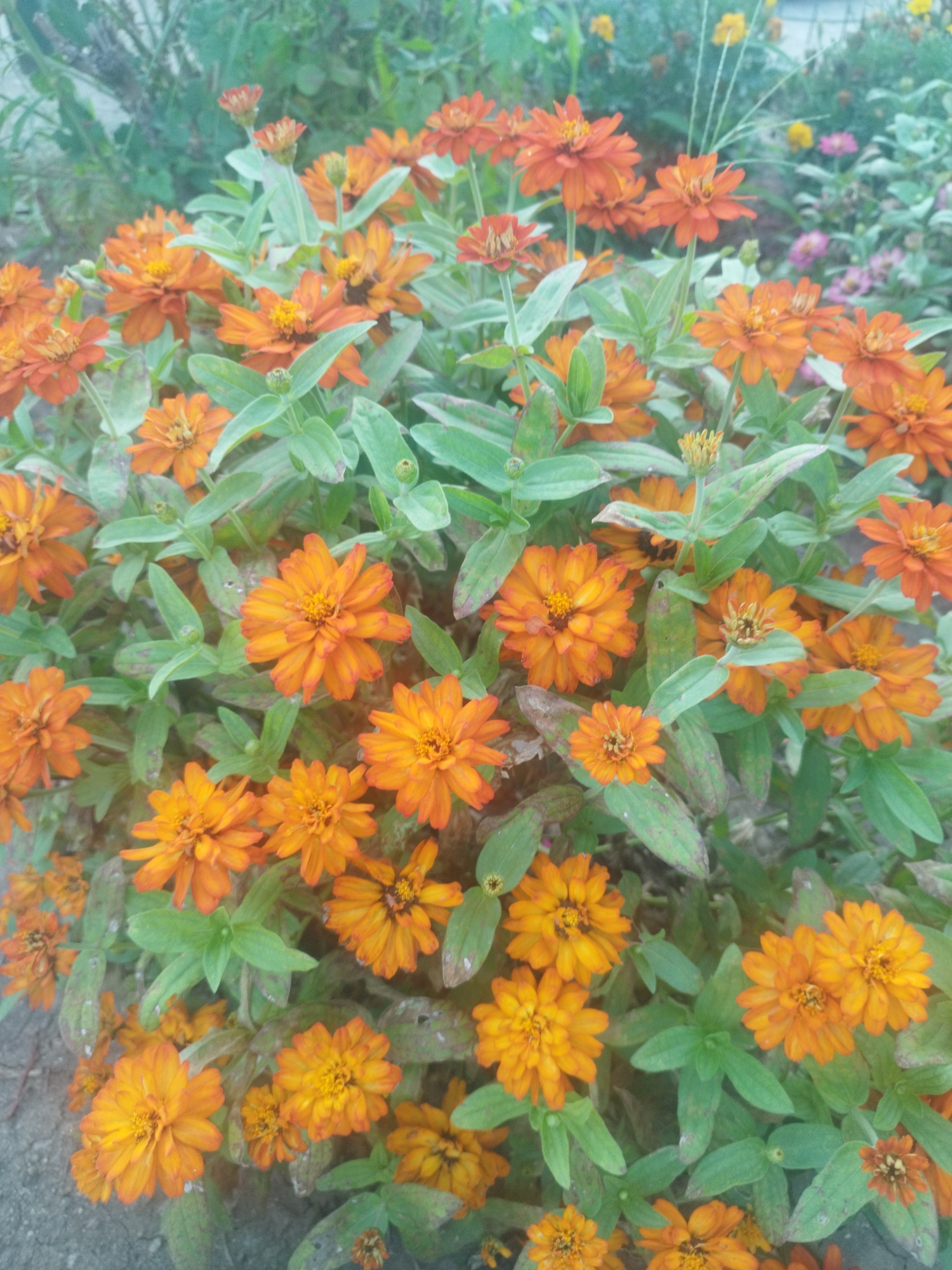 A medium shot captures a dense cluster of orange zinnias in bloom, likely in a garden setting. The flowers exhibit a variety of stages of bloom, with some fully open and others in bud. The petals are a vibrant orange, with some showing hints of red at their edges. The green leaves of the plants are lush and surround the blooms. The background is softly blurred, suggesting a shallow depth of field, with hints of other greenery and possibly other flowers in varying colors like pink and yellow. The overall impression is one of a vibrant, flourishing garden. There are no people or discernible urban elements, making it impossible to place this scene specifically within Bucharest, Romania.