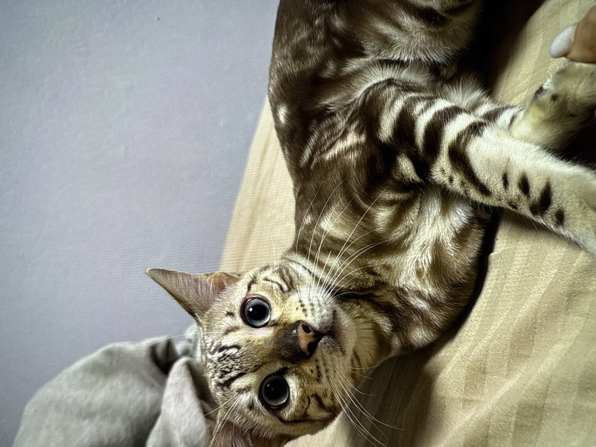 The image shows a close-up, upside-down shot of a Bengal cat lying on a textured surface, possibly a blanket or sofa. The cat has distinctive spotted and striped markings in shades of brown and cream. Its face is turned towards the camera, with large, dark blue eyes that appear to be looking directly at the viewer. The cat's whiskers are long and prominent. In the upper right corner, a person's hand with neatly manicured nails is visible, lightly touching the cat's paw. The background is a soft, greyish-blue. The lighting suggests it might be indoors, possibly during the daytime. The cat's pose and direct gaze evoke a sense of curiosity and gentle interaction. There is no visible text in the image.