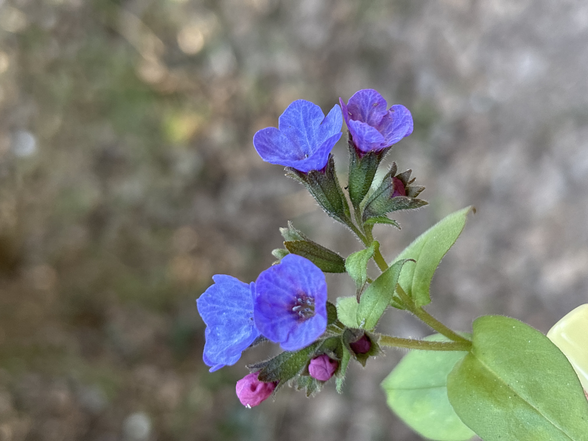 A close-up, eye-level shot of a flowering plant with blue and purple flowers. The background is blurred and appears to be an outdoor setting. The leaves are green and visible. The plant stem is also green, and appears hairy. Several buds are visible, in both green and pink colors. The flowers are in various stages of bloom. The location of Марковский, Russia cannot be verified from this image.