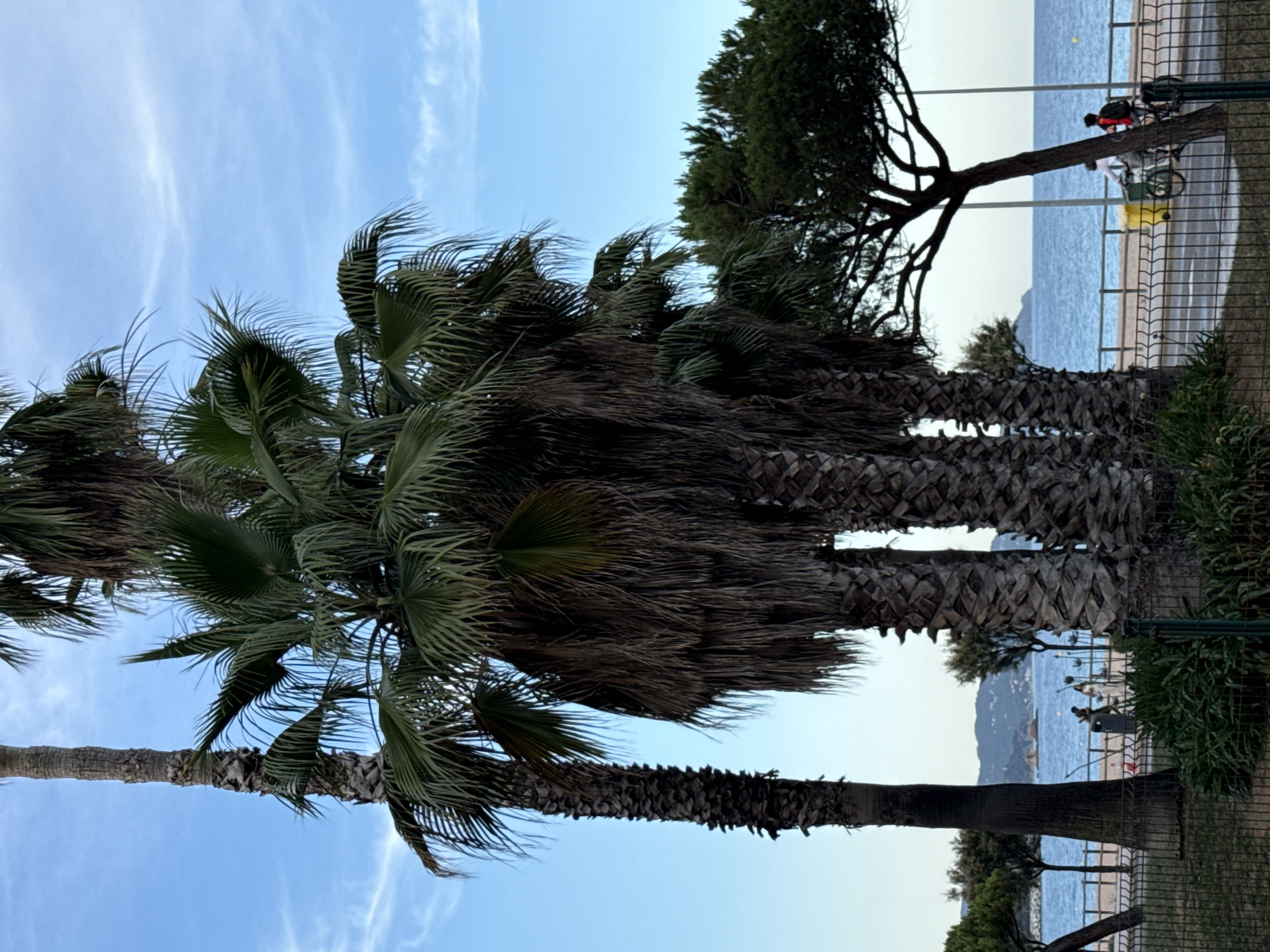 The image captures a scene along the promenade in Blanes, Spain, with a focus on several palm trees in the foreground. The sky is a clear blue with wispy white clouds. The ocean is visible in the background, with a gentle wave pattern on its surface. A sandy beach separates the promenade from the water, and a metal fence runs along the edge of the promenade.
On the promenade, two individuals are seen. One person is riding a bicycle, and another person is standing beside them. The cyclist has a backpack. Further down the promenade, two figures are walking, one of whom is carrying an object. A trash receptacle is also visible near these figures.
To the right of the frame, a pine tree with distinctive branching patterns stands next to the promenade. The trunks of the palm trees are textured and appear weathered. In the distance, hills with some vegetation are visible against the horizon. The overall atmosphere suggests a calm, coastal environment.