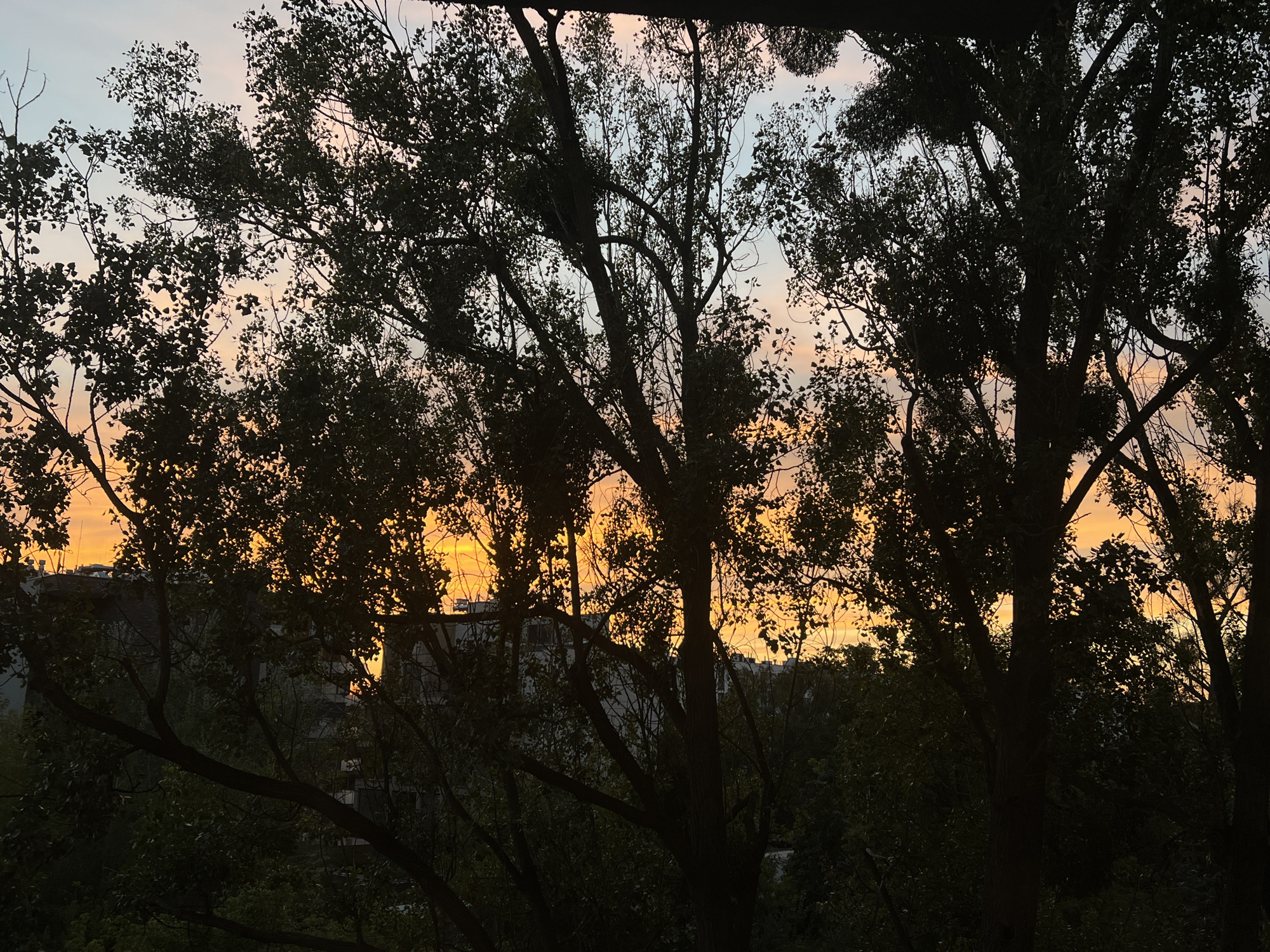 The image captures a silhouetted view of trees against a vibrant sunset sky. The sky displays a gradient of colors, transitioning from pale blue at the top to warm oranges and yellows near the horizon, indicating either dawn or dusk. The silhouettes of mature trees with dense foliage and branching structures dominate the foreground and midground, obscuring much of the background. Peeking through the branches and foliage are hints of urban structures, possibly buildings, suggesting an urban or suburban setting. The overall impression is one of natural beauty juxtaposed with a man-made environment. The specific location in Warsaw, Poland, cannot be determined from the visual information alone.
