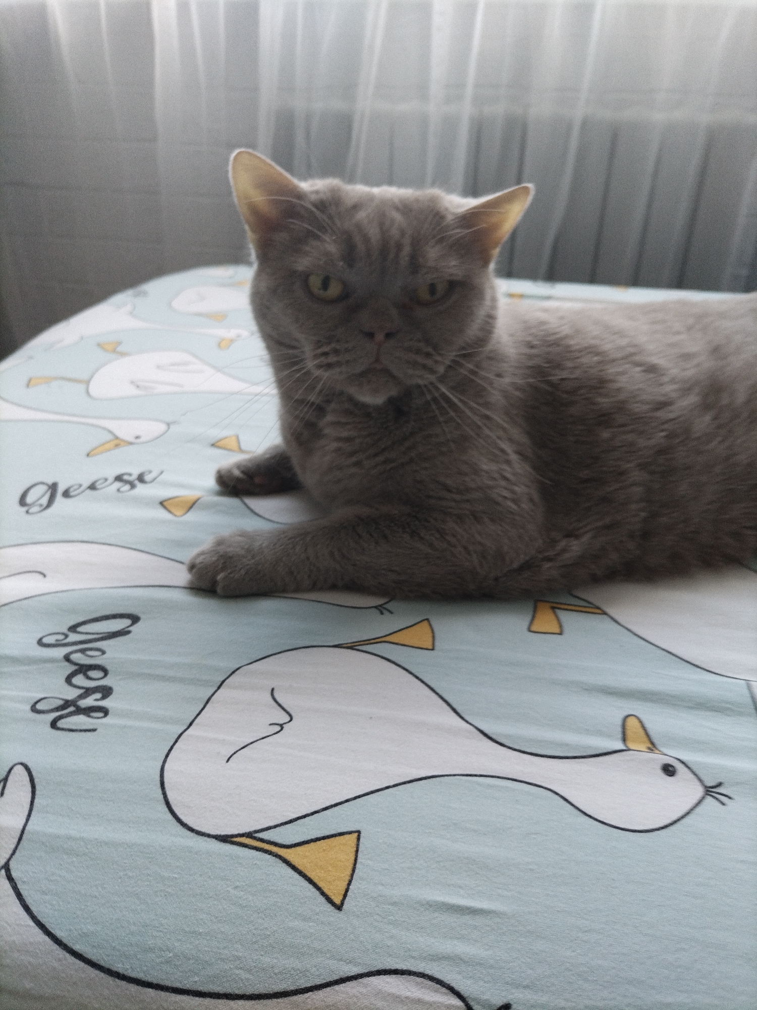 A grey British Shorthair cat is lying on a light blue surface with a repeating pattern of white geese and the word "geese" written in cursive. The cat is facing the camera with its paws extended forward. The background consists of sheer white curtains.