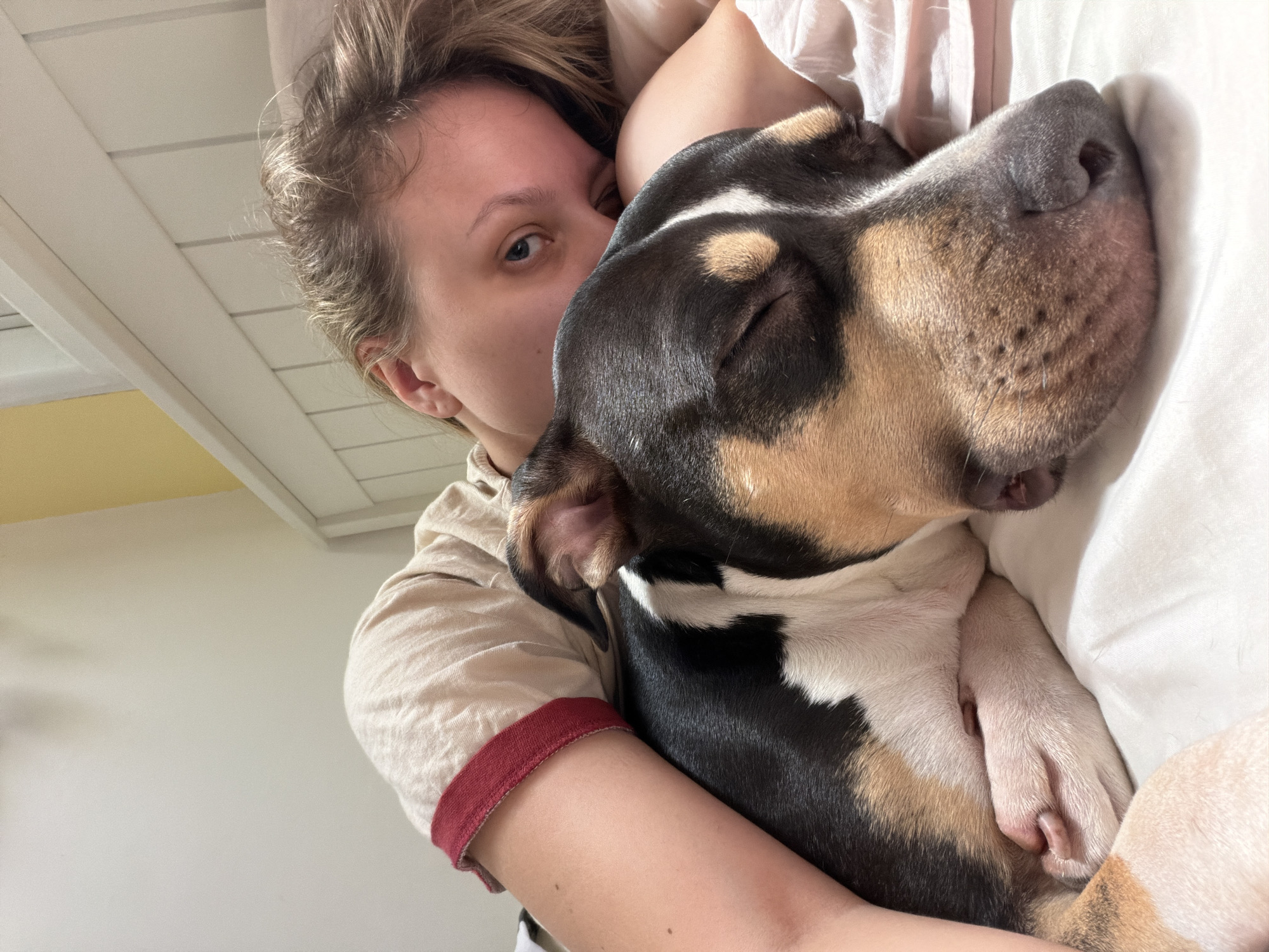 This intimate, low-angle shot features a young adult and a tricolor dog affectionately cuddling indoors. The person, with fair skin, light brown hair, and one blue eye visible looking towards the camera, wears a light-colored, possibly beige, long-sleeved shirt with a distinct red trim on the cuff. Their arm is wrapped around the dog, holding it close.
The dog, a medium-sized, short-haired tricolor breed (black, tan, and white fur, possibly a Pit Bull type), is nestled against the person's face and chest. Its eyes are closed, indicating deep sleep or relaxation, and its prominent black nose and tan muzzle are visible. White bedding surrounds the pair, contributing to the cozy atmosphere.
The setting appears to be a bedroom, with hints of a light-colored headboard or wall and a distant yellow surface suggesting an adjacent wall or furniture. Soft, natural daylight illuminates the scene, implying it is daytime, creating a peaceful and comfortable ambiance. The image strongly conveys a bond of affection and companionship between the person and their pet. There is no visible text. This scene is located in Tel-Aviv, Israel.