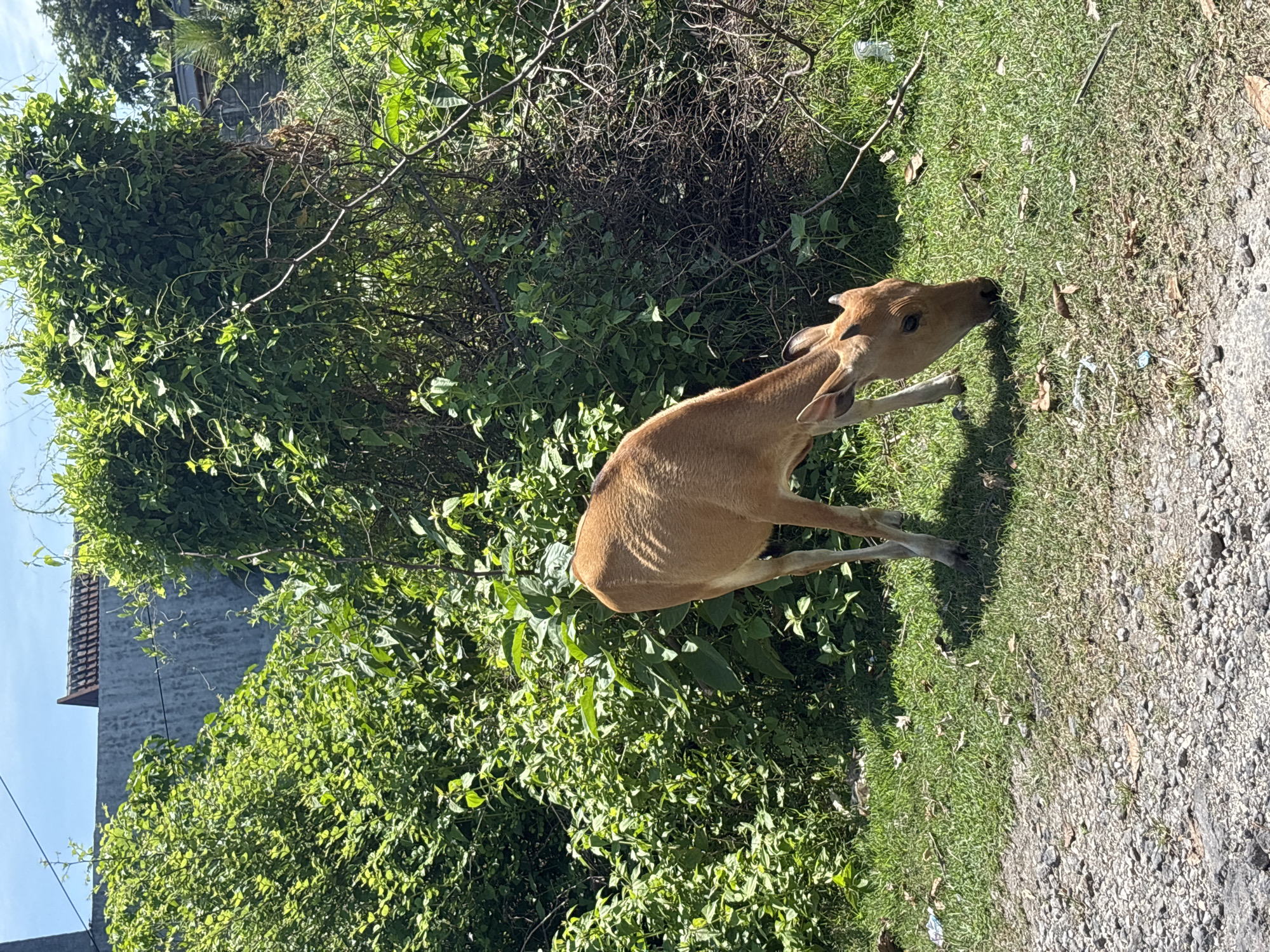 The image depicts a brown domestic ungulate, likely a cow or calf, standing near a dense patch of green vegetation that includes trees and bushes. The vegetation is located next to a dirt or gravel road, suggesting the edge of a developed area blending into a more natural landscape. A building can be seen through the vegetation. Given the information provided, this scene is located in Kuta Selatan, Indonesia. No people or actions are visible in the image.