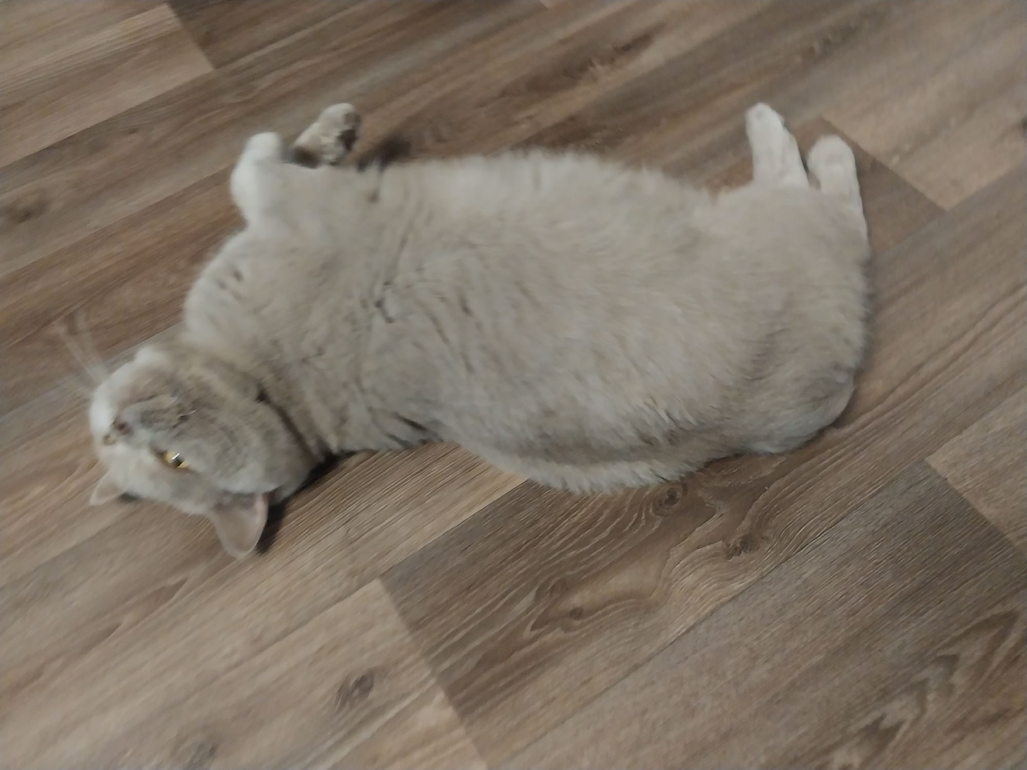 A grey cat is lying on its back on a wooden floor. The cat is facing upwards and to the left. Its paws are in the air. The floor is made of wooden planks. The image is taken from a high angle. The location is not specified in the image or its metadata.