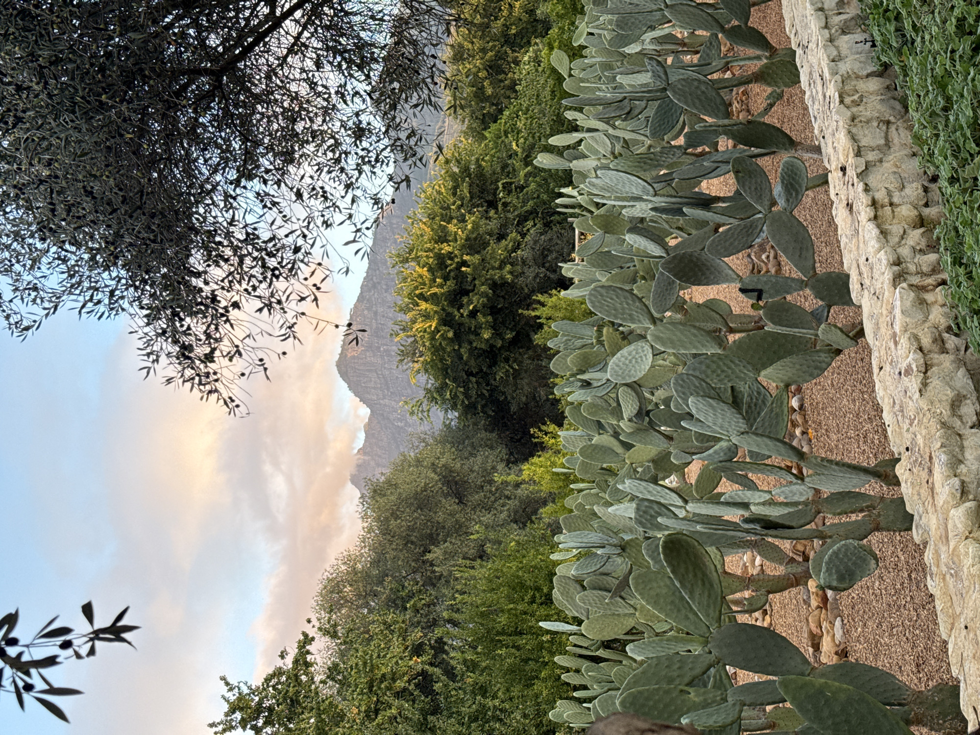 The image, appearing rotated 90 degrees clockwise, depicts a tranquil landscape in Drakenstein Nu, South Africa, blending natural beauty with cultivated elements. In the upper left, a large olive tree with dark, dense foliage and small fruits extends its branches, partially silhouetted against the sky. To the right, a prominent row of paddle-shaped cacti (likely Opuntia species) grows in front of a low, light-colored stone wall. The ground surrounding the cacti is covered with small gravel and pebbles, and beyond the wall, vibrant green ground cover is visible.
A lush expanse of green trees and shrubs fills the central mid-ground, providing a rich natural barrier. In the background, a majestic, rugged mountain range rises under a broad sky. The sky features soft, warm-toned clouds in shades of pink, orange, and light blue, strongly indicating either sunrise or sunset. The lighting is gentle and serene. There is no human activity or visible text in the scene.