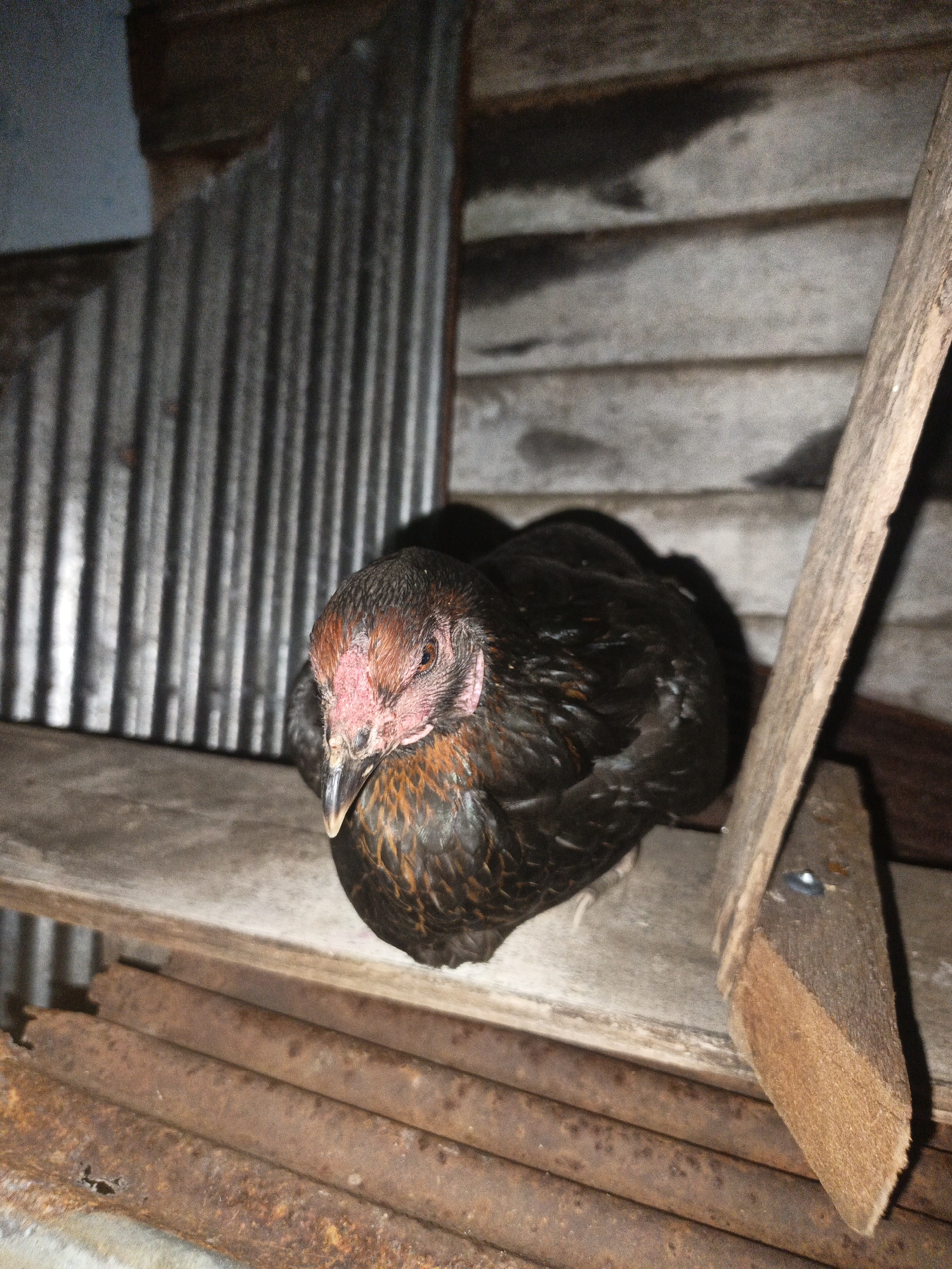 A black chicken with a red comb and wattle is perched on a wooden shelf in what appears to be an outdoor enclosure. The background consists of corrugated metal and weathered wooden planks. The environment is dimly lit, suggesting an indoor or shaded area. There are rusty metal pipes visible beneath the shelf. The scene is located in Sungai Rasau, Indonesia.