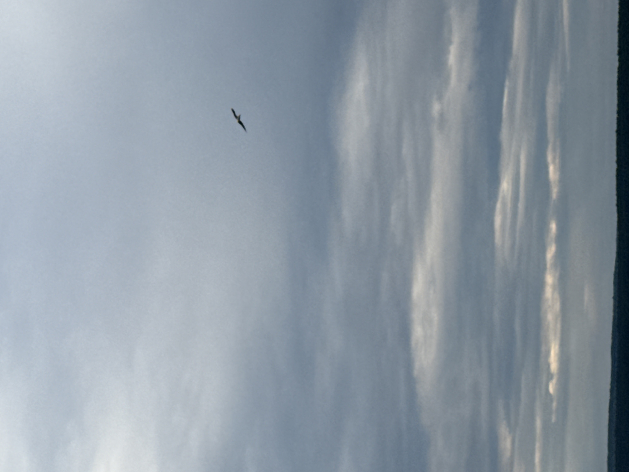 The image shows a wide shot of a sky with a single bird in flight. The sky is a pale blue with wispy, white clouds that appear to be streaking vertically. The bird is a dark silhouette against the sky, with its wings spread. The bird is small in the frame, indicating it is far away. The lighting suggests it is daytime, with the sun likely behind the viewer or diffused by the clouds. The bottom right of the image shows a dark, vertical silhouette that could be trees or a distant structure, but it is not clearly defined. The overall impression is one of open space and a peaceful natural scene. The image is oriented vertically.