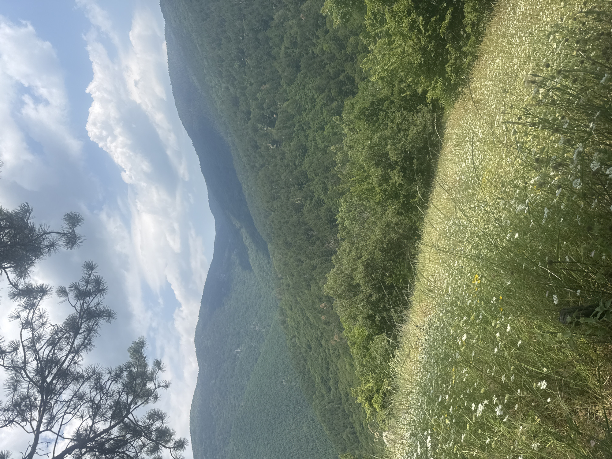This media file captures a scenic view of a mountainous landscape under a cloudy sky. The scene is dominated by lush green trees covering the slopes of a large mountain that stretches diagonally across the frame. In the foreground, to the right, a field of wildflowers, primarily white daisies and some yellow ones, sways in the breeze, creating a vibrant contrast with the dense forest. A few dark, spindly pine branches are visible in the lower left corner, framing the view.
The time of day appears to be daytime, possibly late morning or early afternoon, given the brightness of the sky and the light on the vegetation. The weather is partly cloudy, with dramatic, white cumulus clouds filling a significant portion of the sky on the left side of the image. The clouds cast subtle shadows, adding depth to the scene.
The location appears to be a natural, undeveloped area, likely a mountainside or high meadow. The presence of wildflowers and dense forest suggests a rural or wilderness setting. There are no visible people or man-made objects, emphasizing the natural beauty of the environment. The overall mood is serene and picturesque, evoking a sense of peace and the grandeur of nature. No visible text is present in the image. The orientation of the image is rotated, with the sky and mountain appearing on the left and the wildflower field on the right.